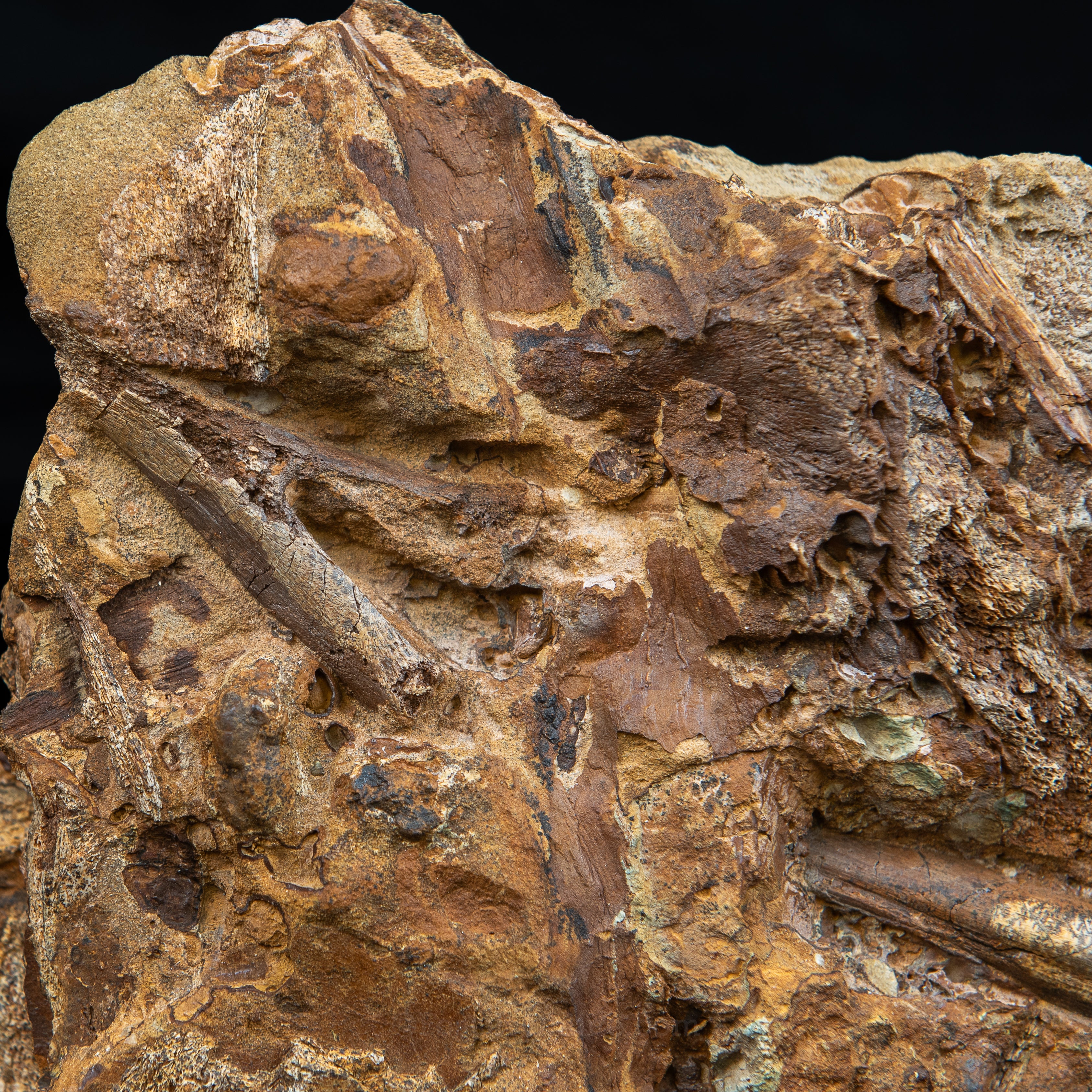 Nanotyrannus tooth, Edmontosaurus Teeth, Tendons and Bones  in Sandstone Matrix- Wyoming - Image 3
