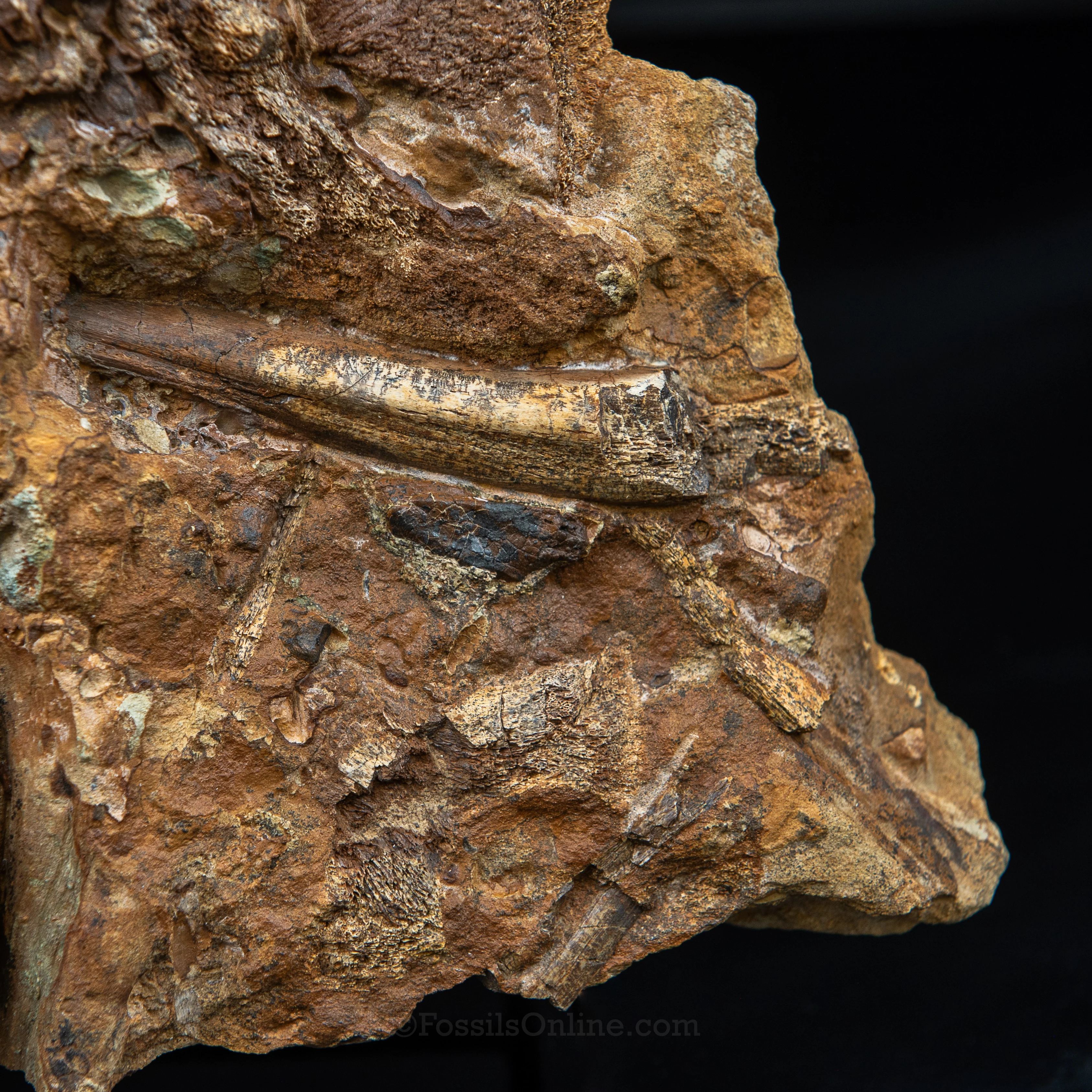 Nanotyrannus tooth, Edmontosaurus Teeth, Tendons and Bones  in Sandstone Matrix- Wyoming - Image 4