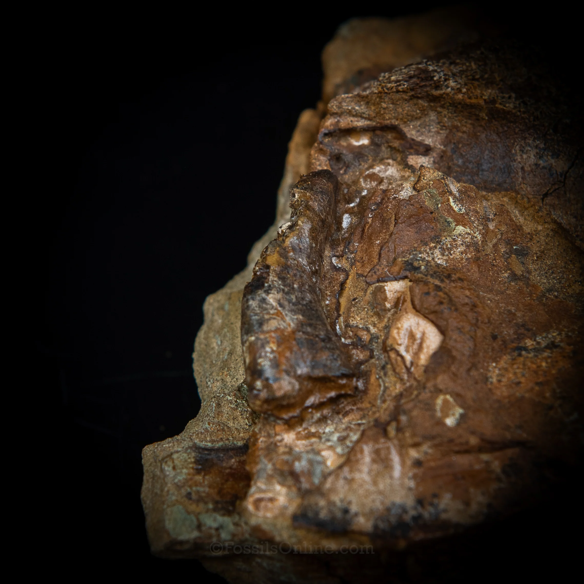 Nanotyrannus tooth, Edmontosaurus Teeth, Tendons and Bones  in Sandstone Matrix- Wyoming - Image 5