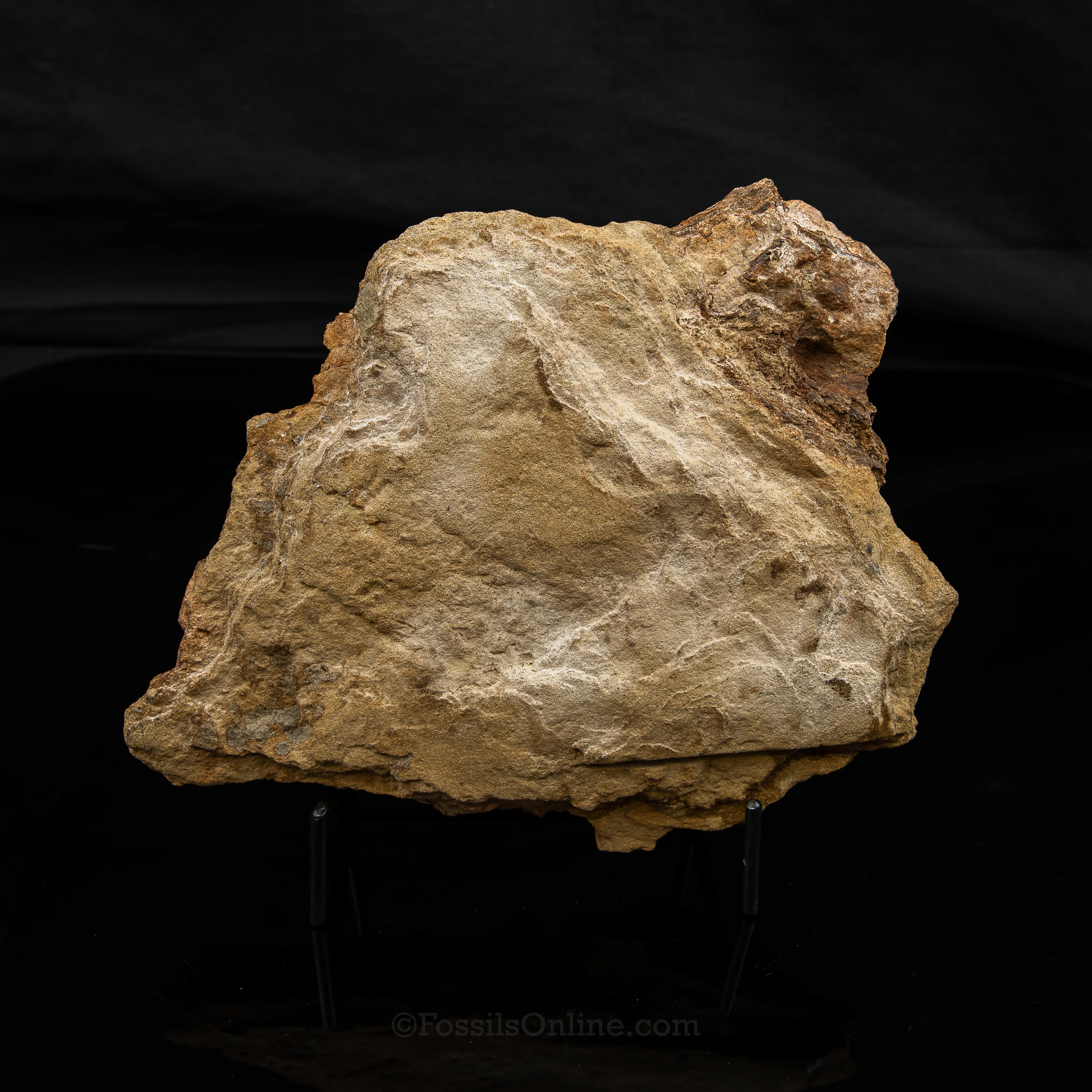 Nanotyrannus tooth, Edmontosaurus Teeth, Tendons and Bones  in Sandstone Matrix- Wyoming - Image 6