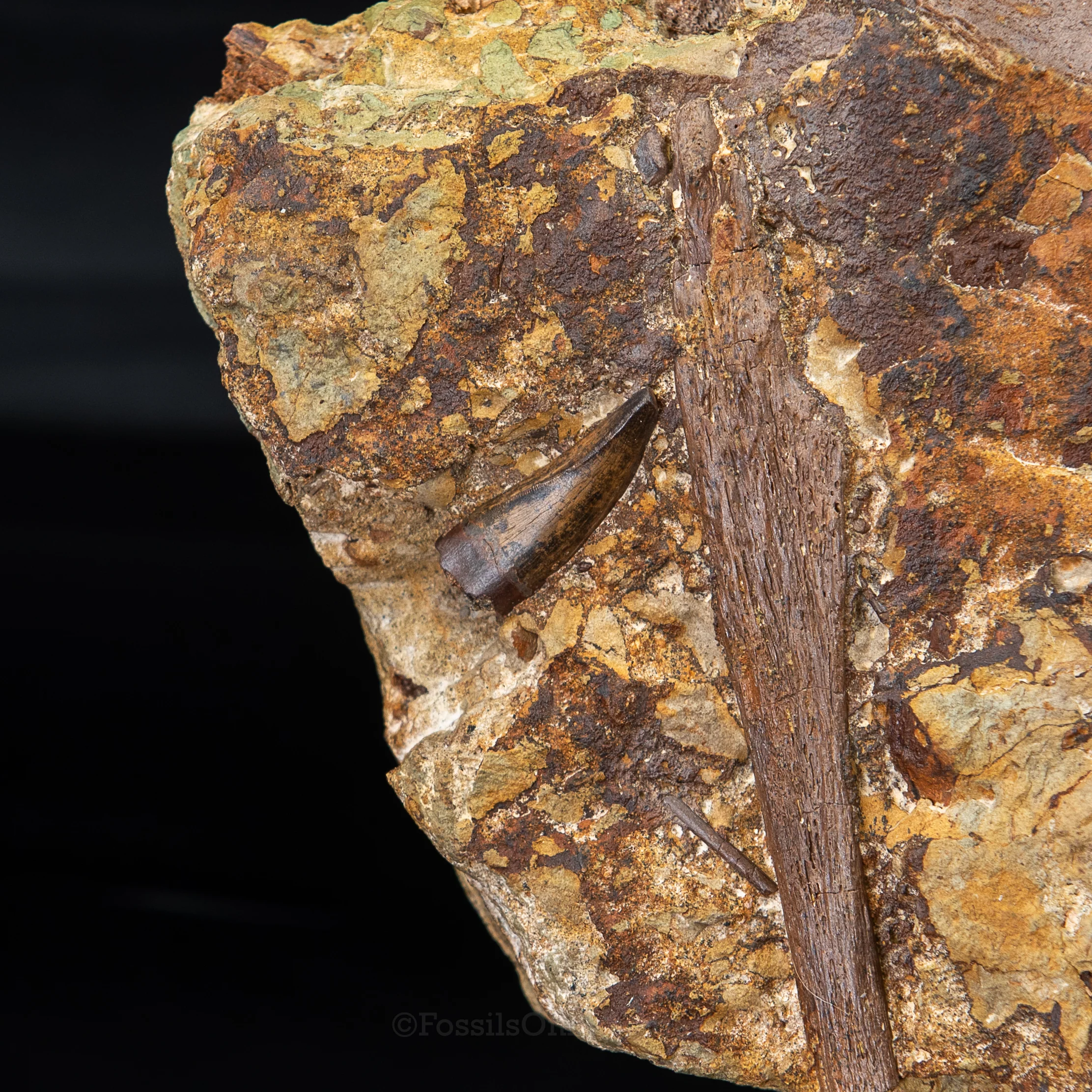 Tyrannosaurus rex tooth, Edmontosaurus Teeth, Tendons and Bones in Sandstone Matrix- Wyoming - Image 3