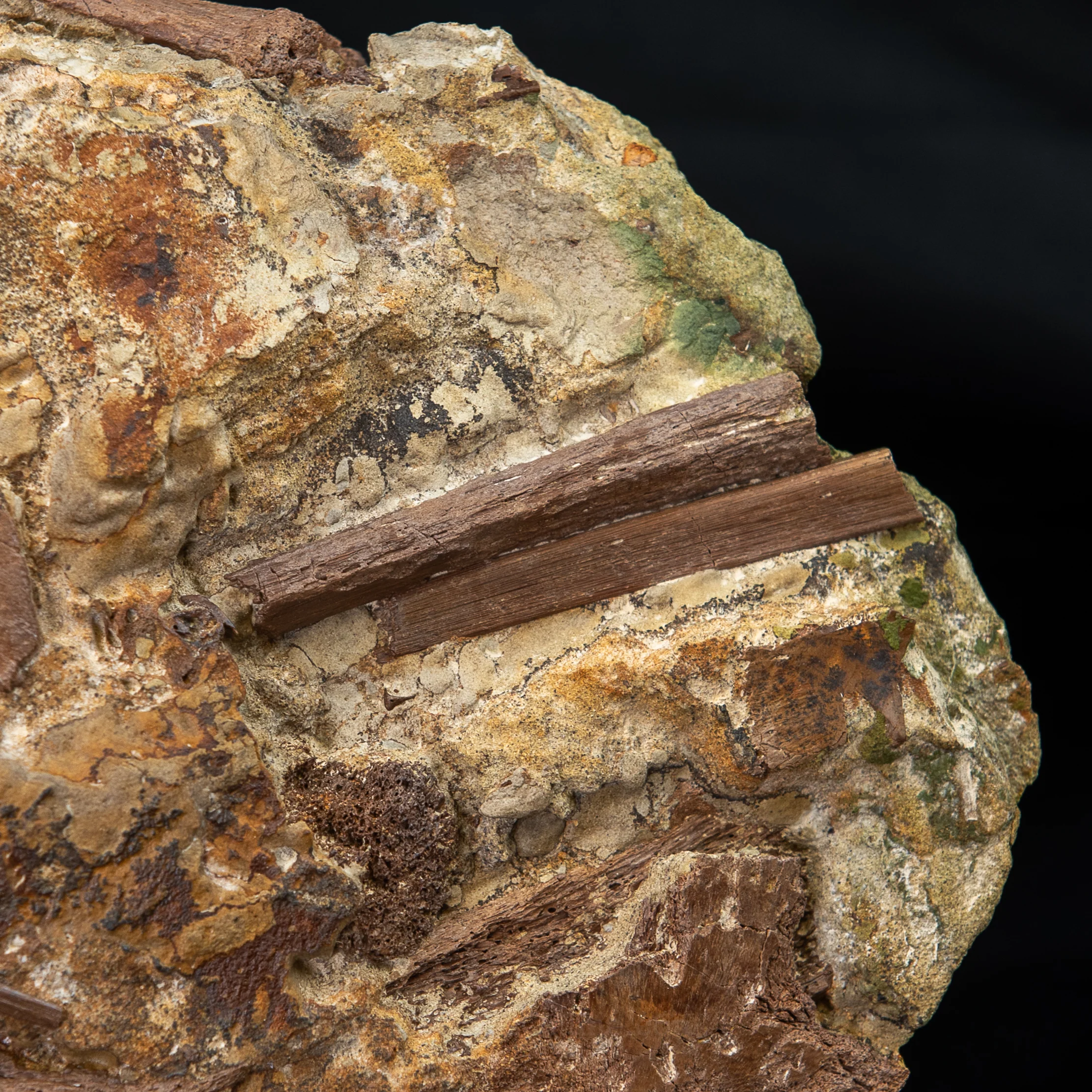 Tyrannosaurus rex tooth, Edmontosaurus Teeth, Tendons and Bones in Sandstone Matrix- Wyoming - Image 4