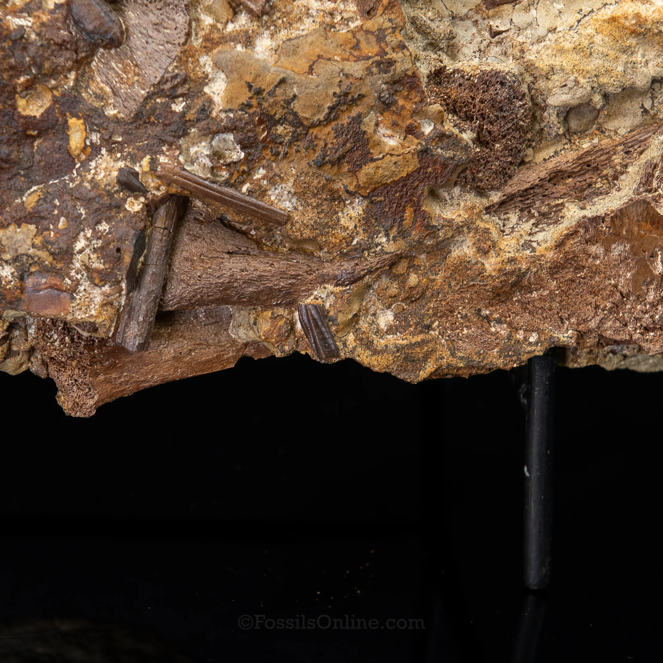 Tyrannosaurus rex tooth, Edmontosaurus Teeth, Tendons and Bones in Sandstone Matrix- Wyoming - Image 5