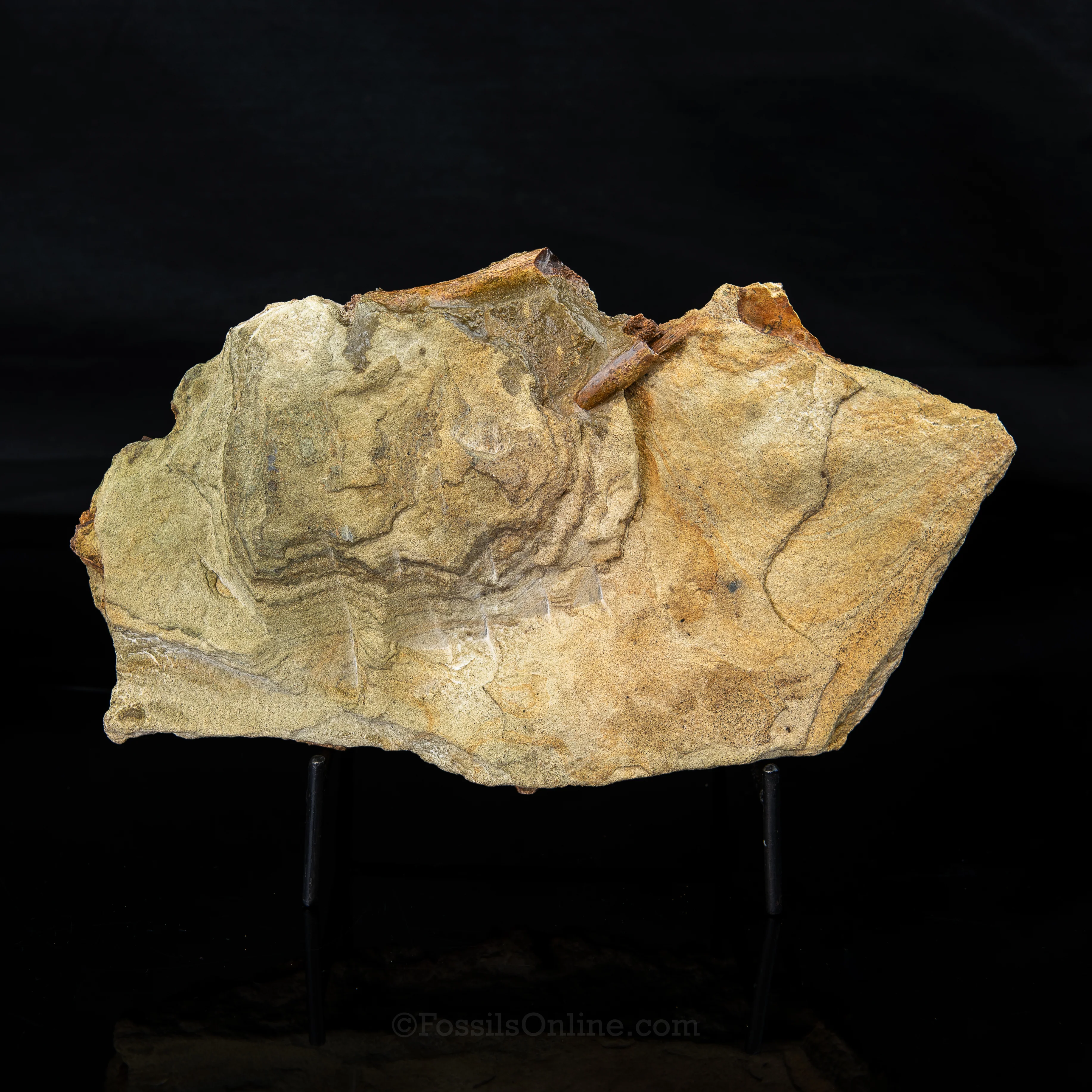 Tyrannosaurus rex tooth, Edmontosaurus Teeth, Tendons and Bones in Sandstone Matrix- Wyoming - Image 6