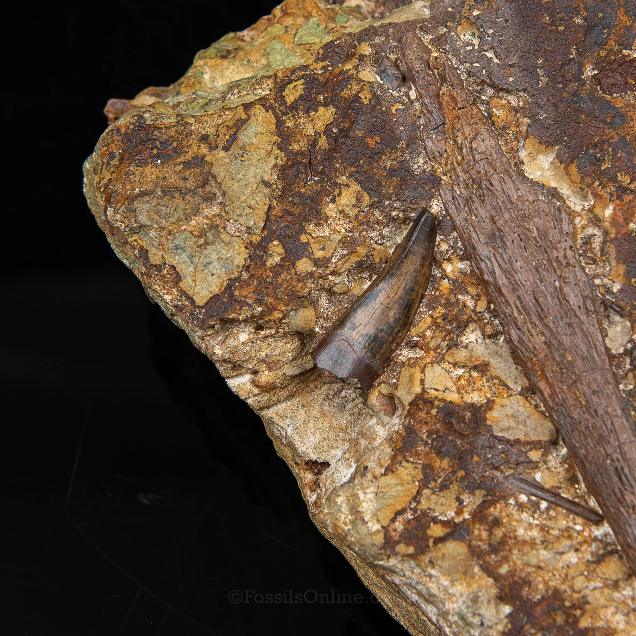 Tyrannosaurus rex tooth, Edmontosaurus Teeth, Tendons and Bones in Sandstone Matrix- Wyoming - Image 7