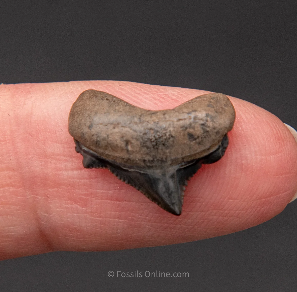 SC Angustidens .62" - Image 3