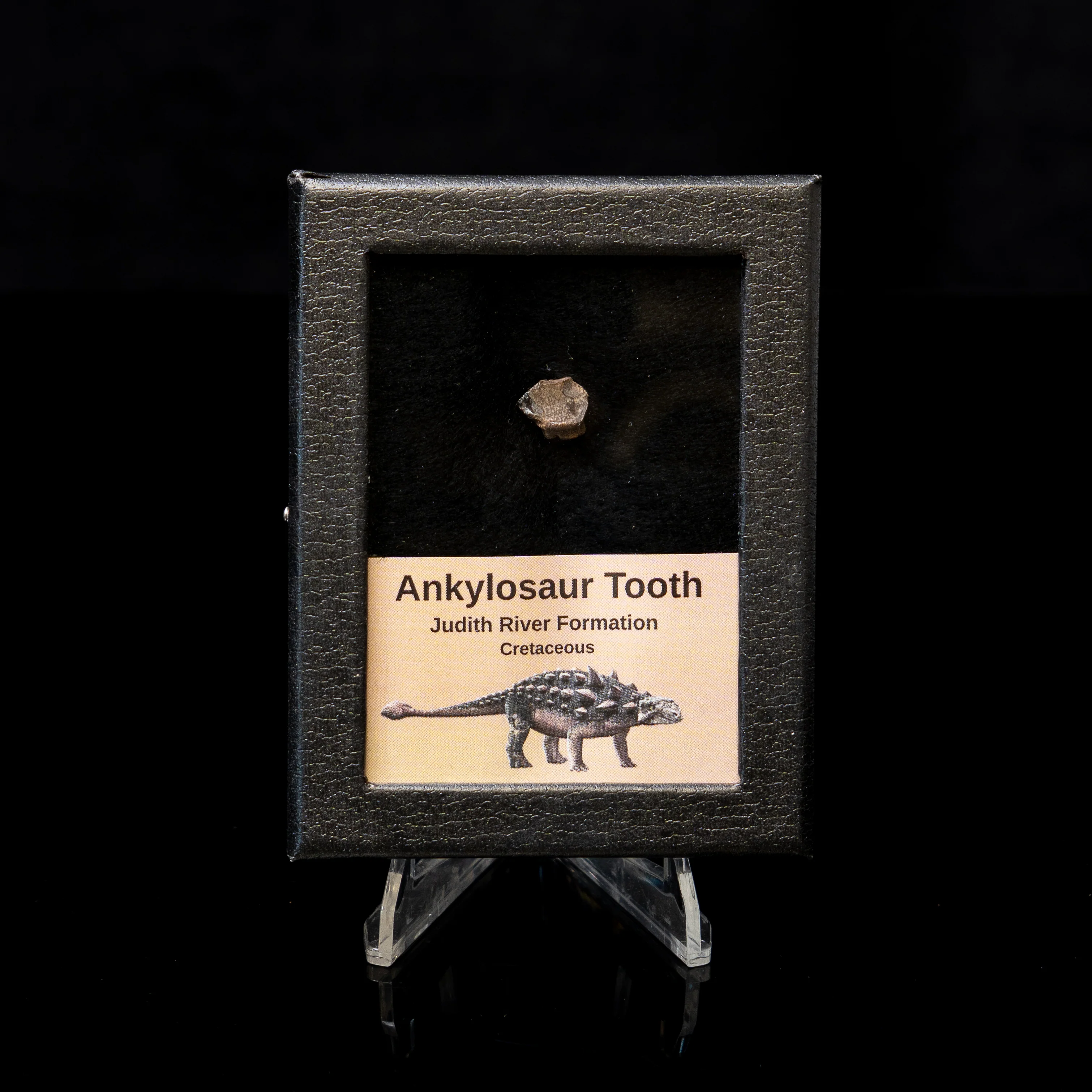 Ankylosaur Tooth In SM Display Case - Image 3