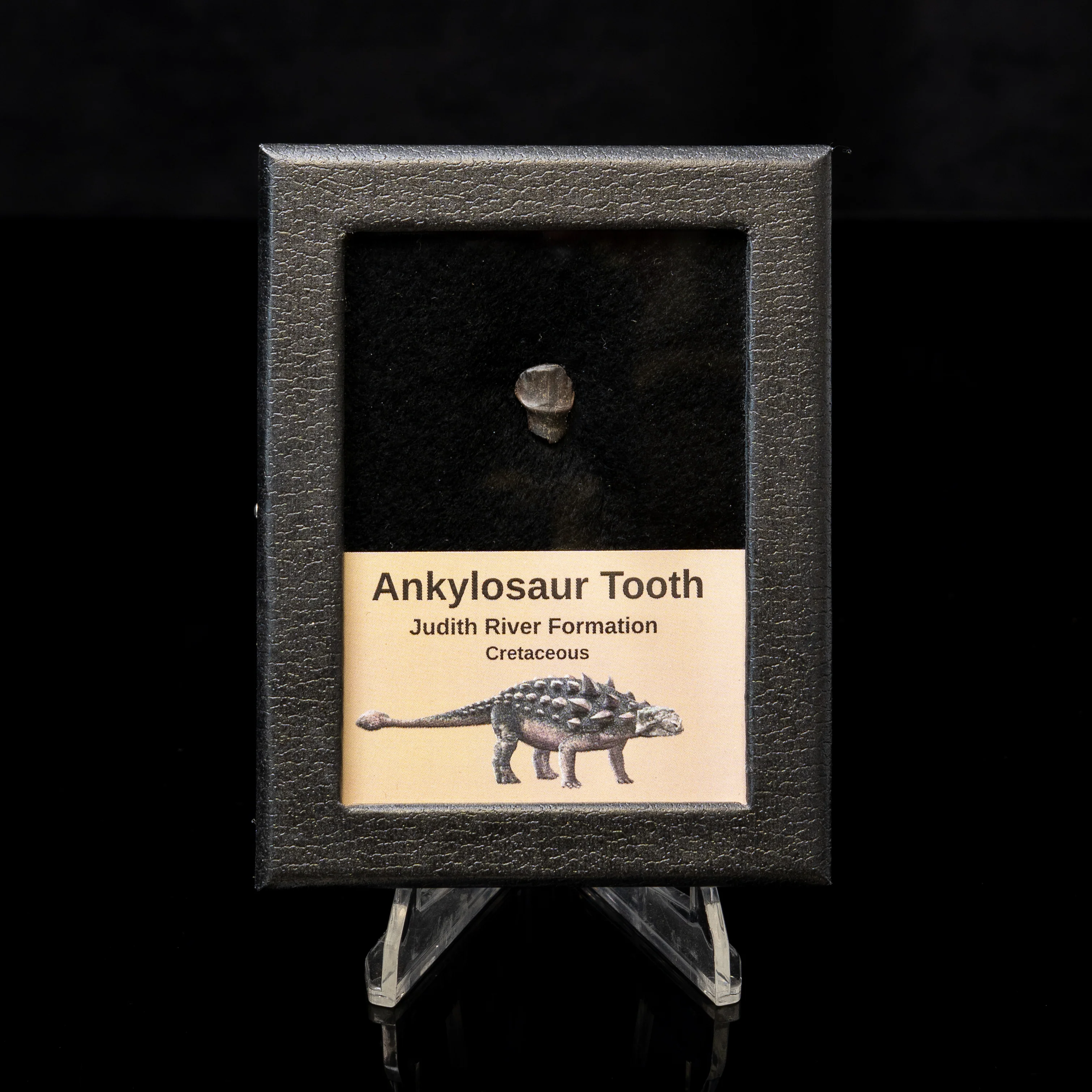 Ankylosaur Tooth In SM Display Case - Image 4