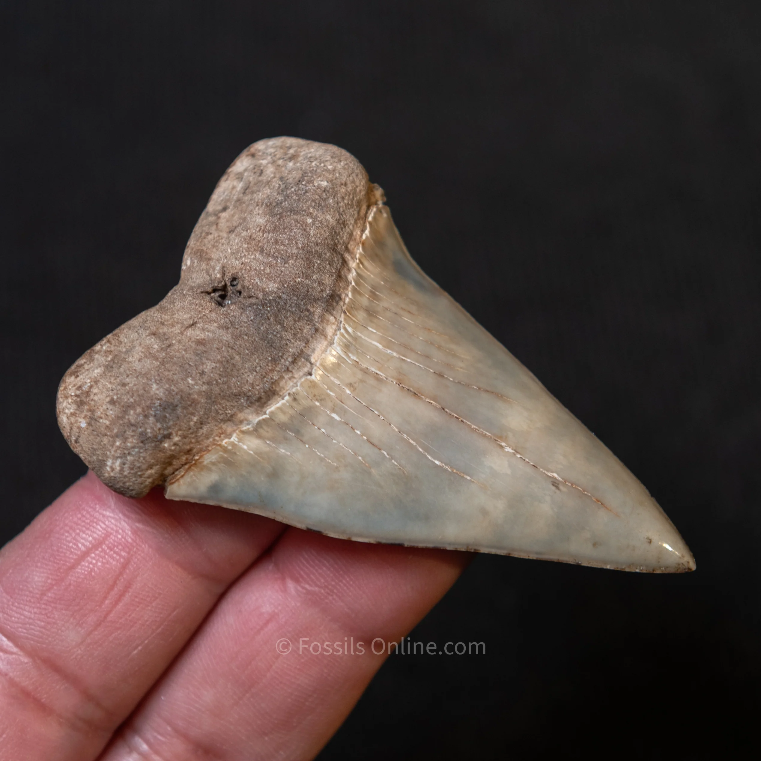 Ashepoo River Fossil Hastalis 2.75" - Image 3