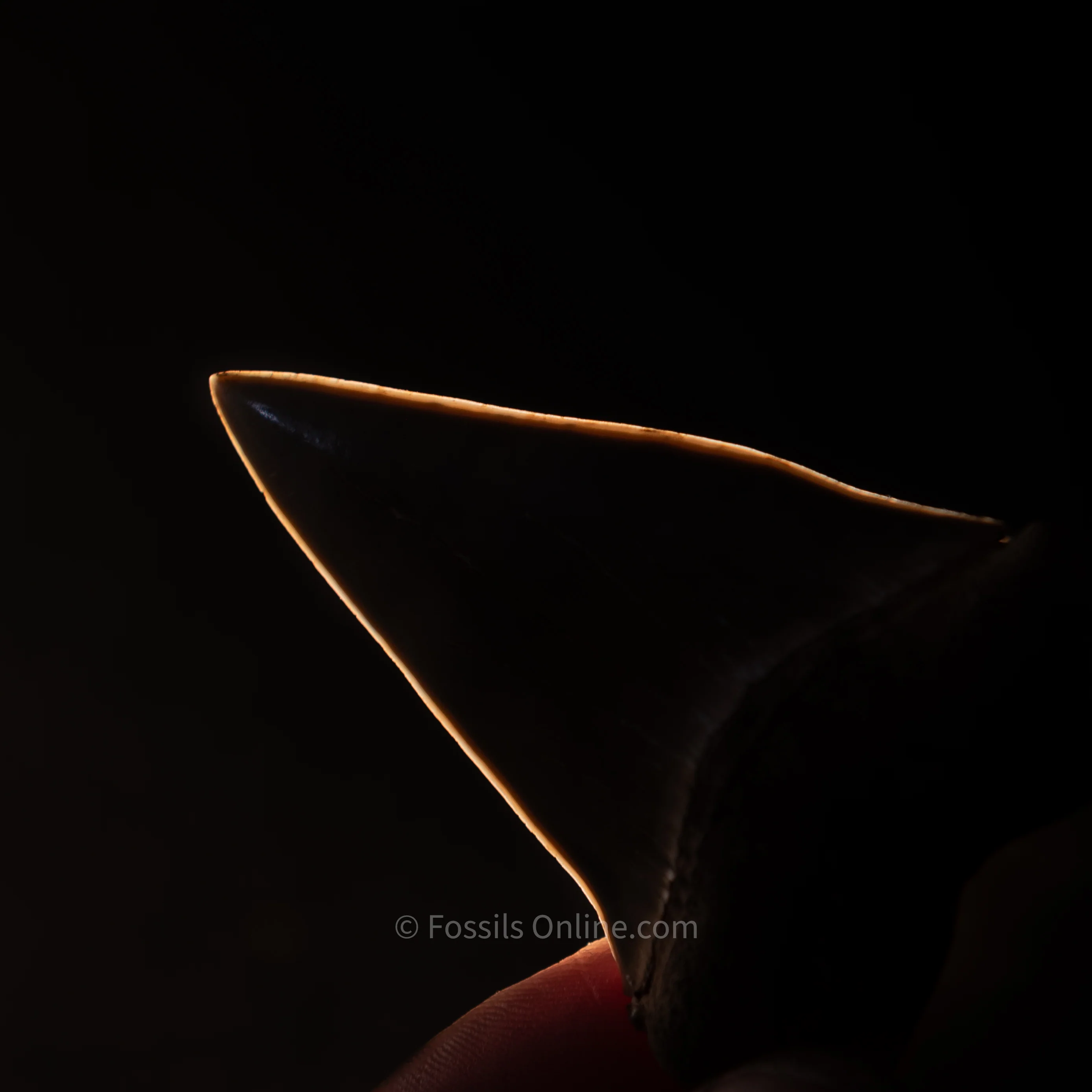 Ashepoo River Fossil Hastalis 2.75" - Image 4