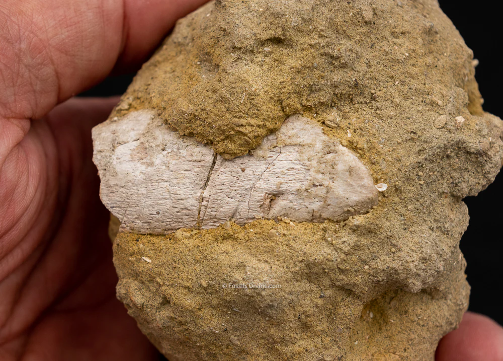 Hexanchus Bakersfield Fossils in Matrix - Image 3