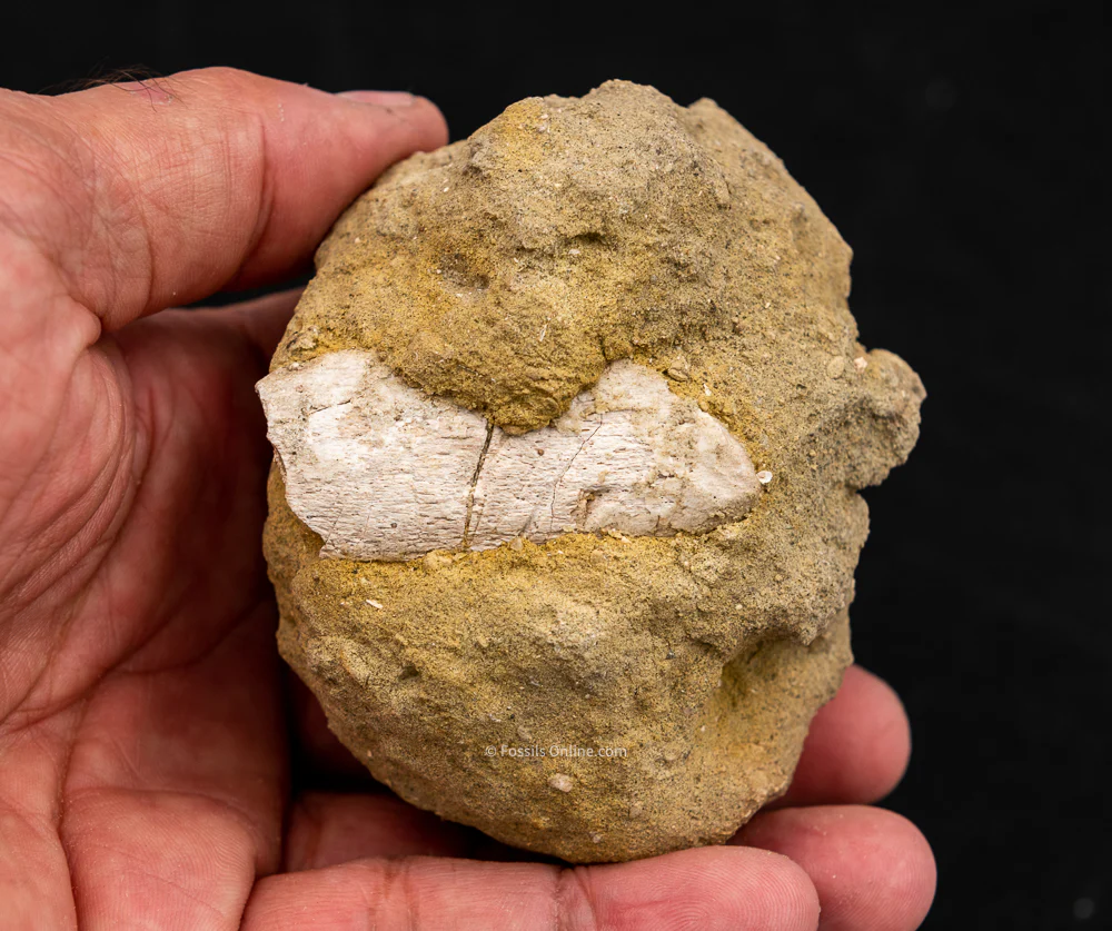 Hexanchus Bakersfield Fossils in Matrix - Image 4