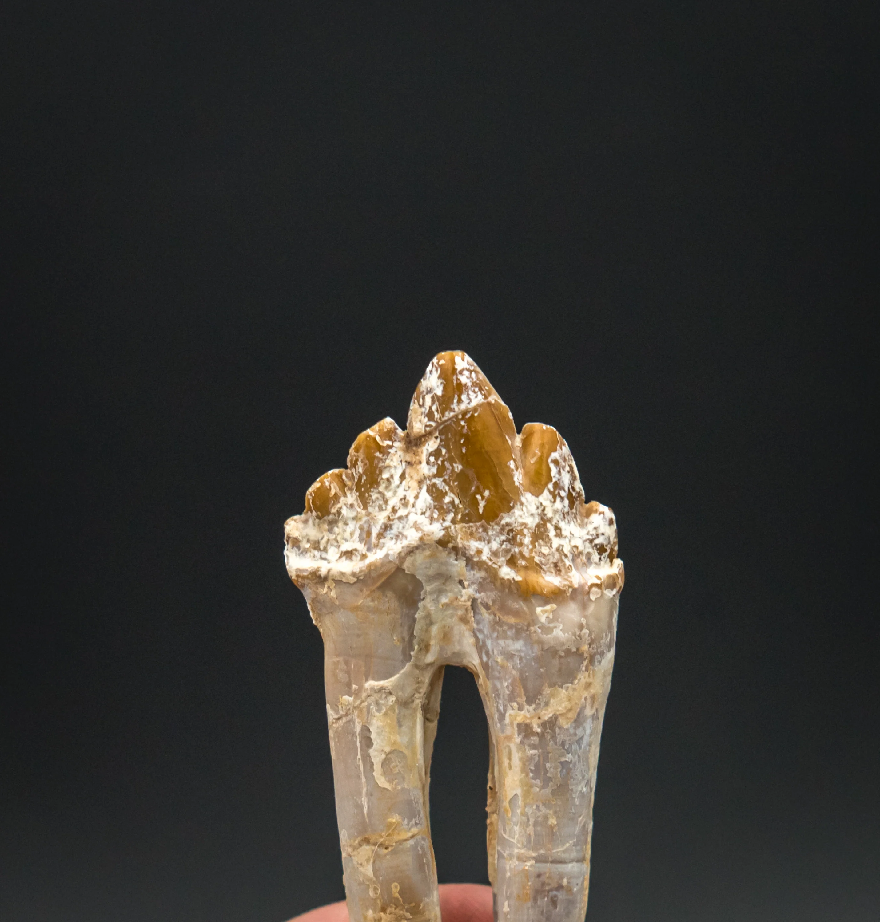 Basilosaurid Fossil Tooth Morocco - Image 3