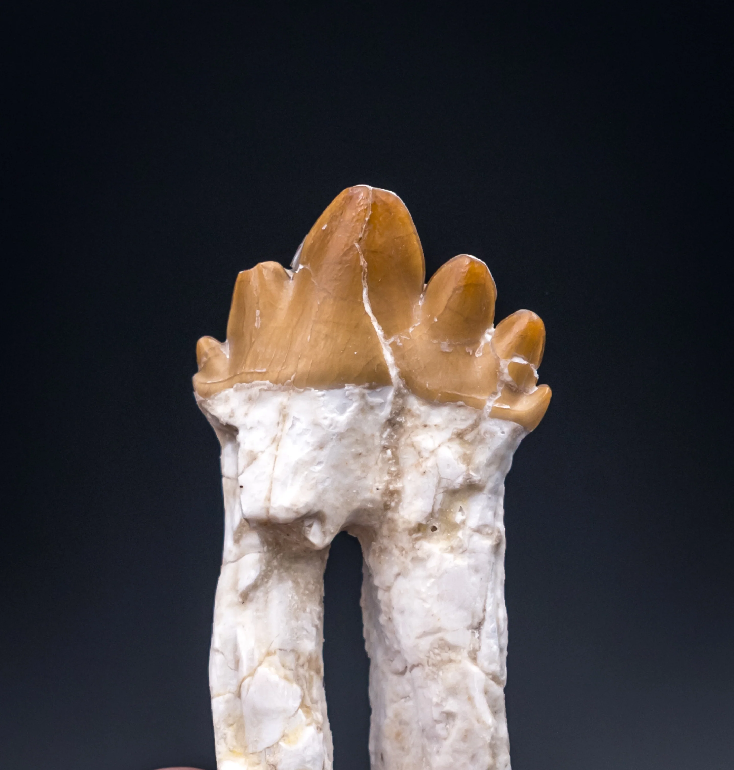 Basilosaurid Fossil Tooth Morocco - Image 3