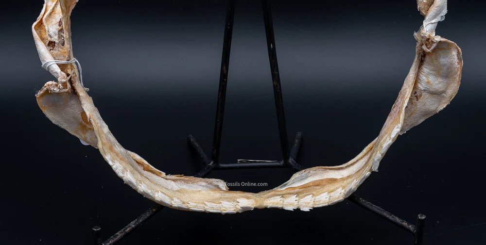 Bramble Shark Jaw - Image 3