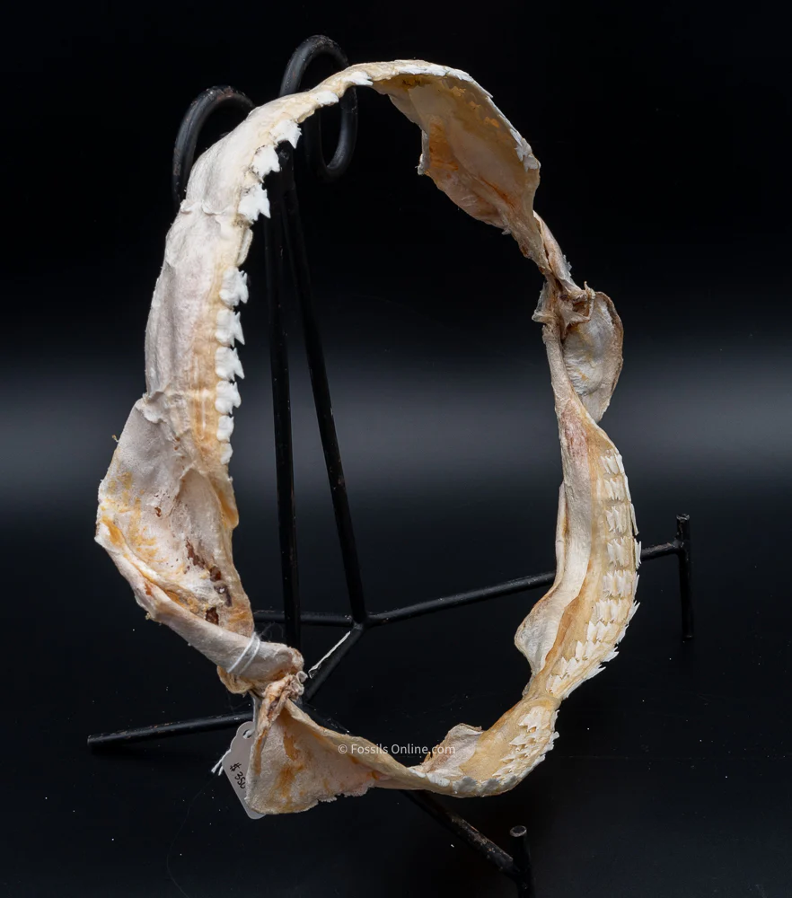 Bramble Shark Jaw - Image 4