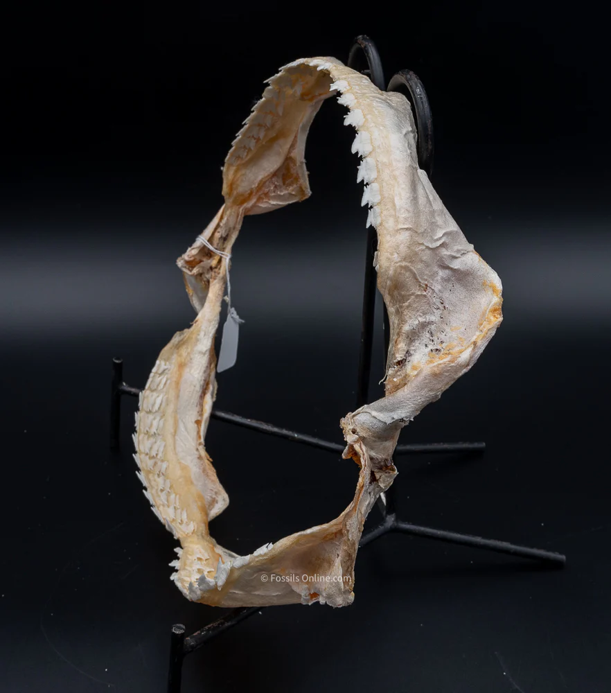 Bramble Shark Jaw - Image 5