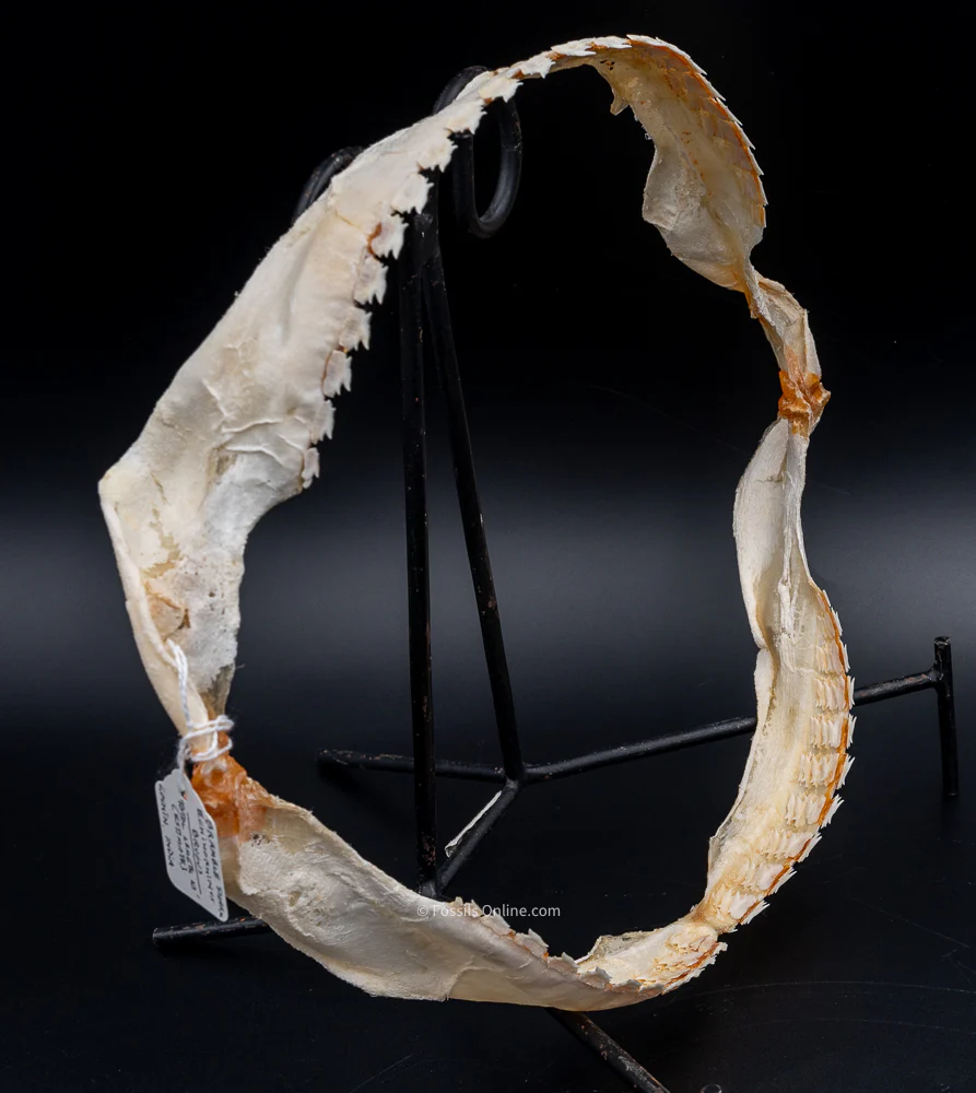 Bramble Shark Jaw Prepared by Dr. Hubbell - Image 3