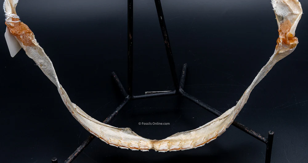 Bramble Shark Jaw Prepared by Dr. Hubbell - Image 4