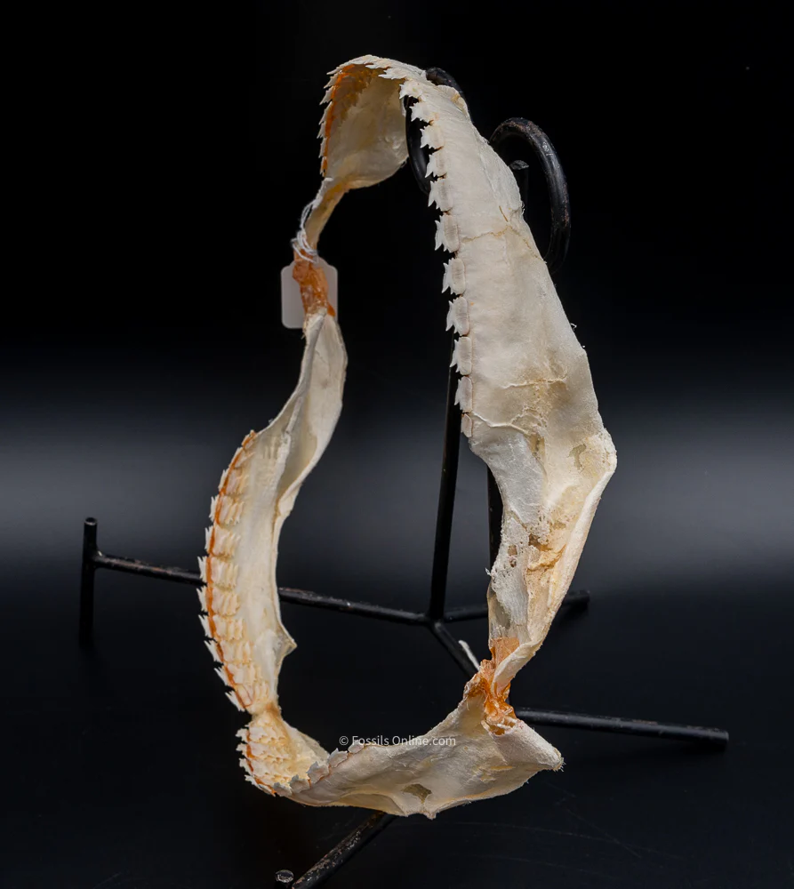 Bramble Shark Jaw Prepared by Dr. Hubbell - Image 5
