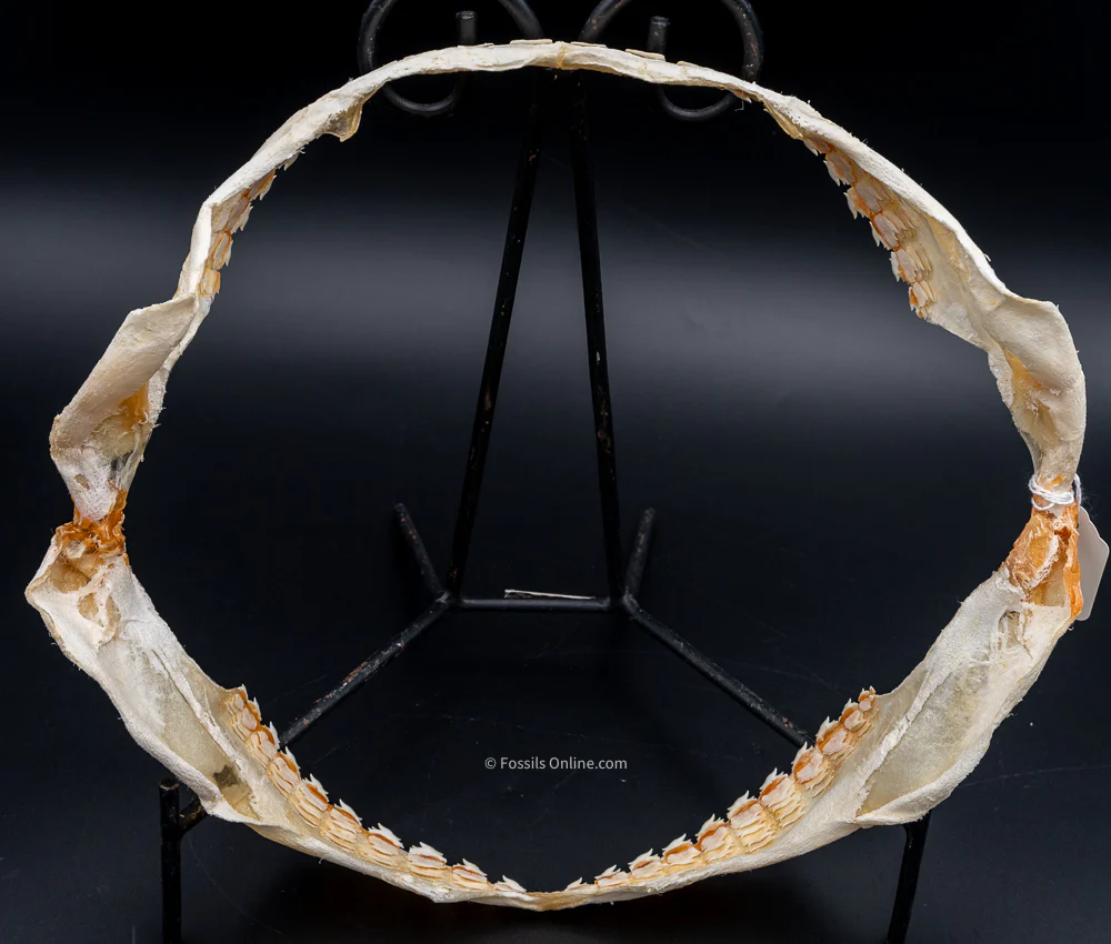 Bramble Shark Jaw Prepared by Dr. Hubbell - Image 6