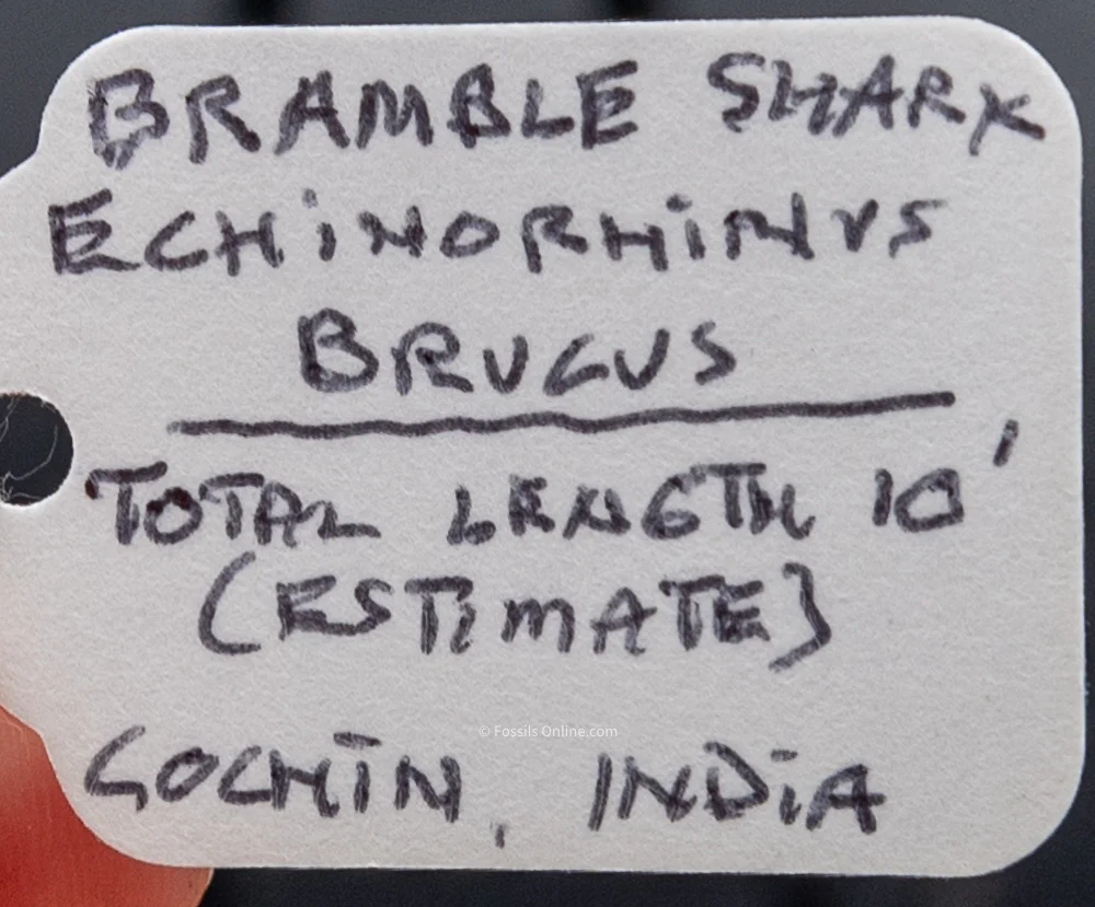 Bramble Shark Jaw Prepared by Dr. Hubbell - Image 7