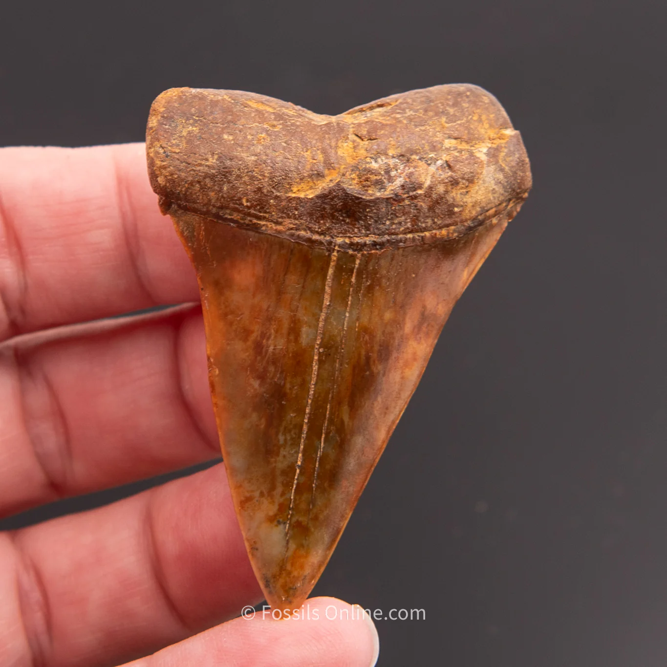 C. hastalis  Chile 2.18" - Image 3