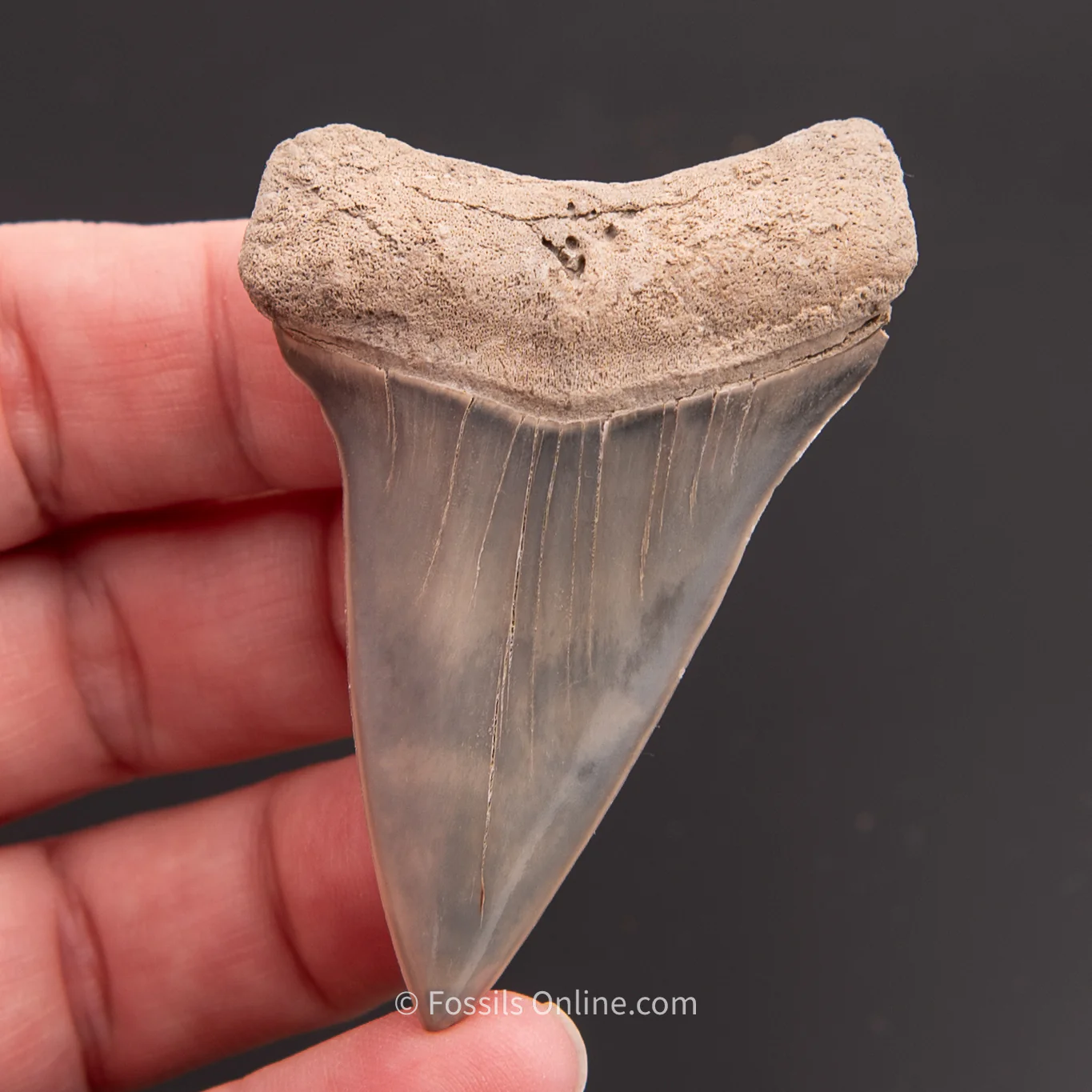 C. hastalis  Lee Creek 2.41" - Image 3