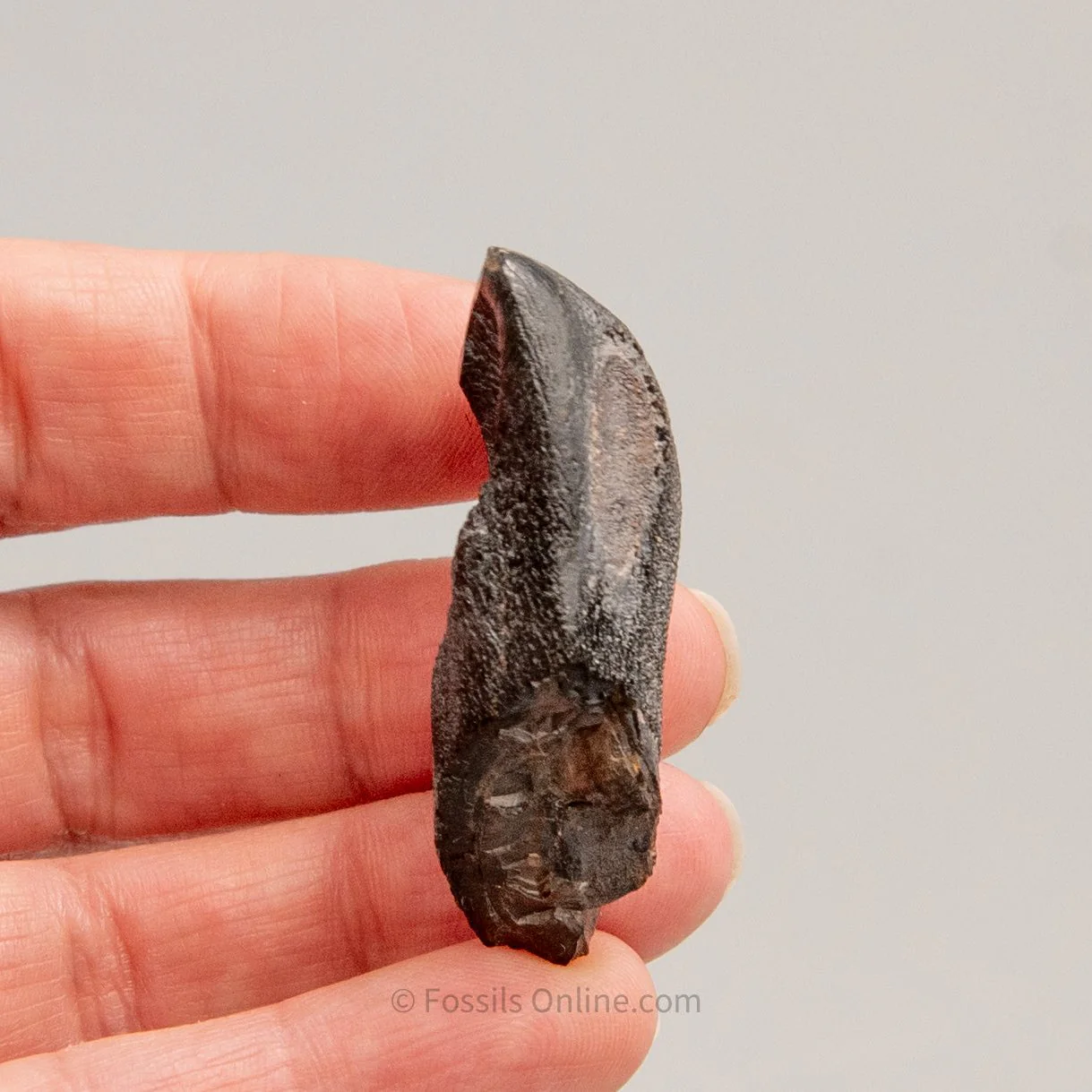 Camarasaurus Real Sauropod Dinosaur Tooth - Image 4