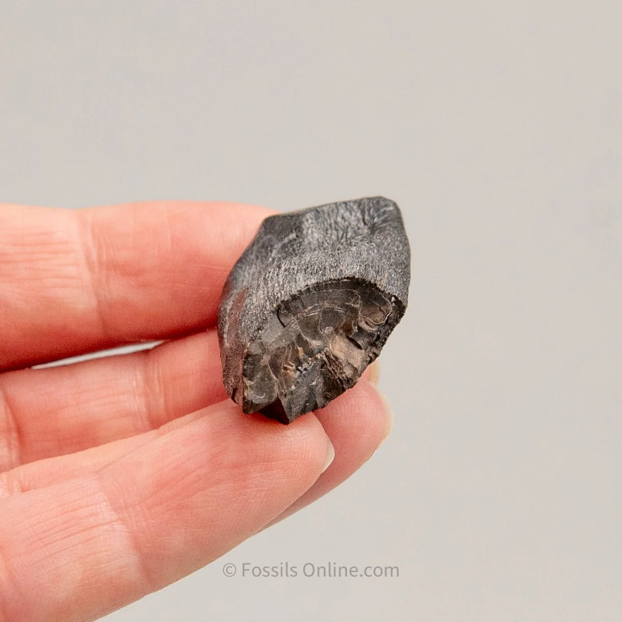 Camarasaurus Real Sauropod Dinosaur Tooth - Image 5