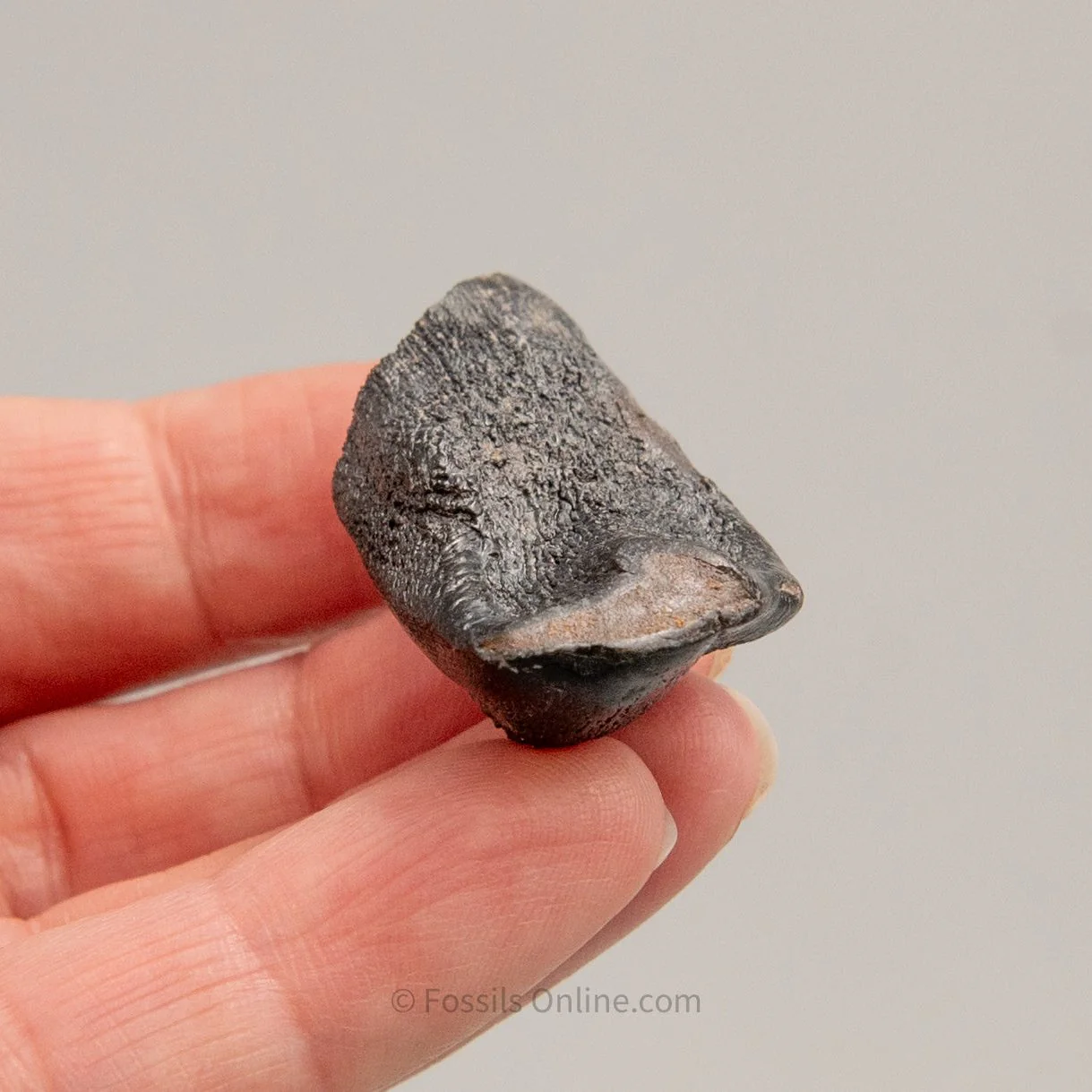 Camarasaurus Real Sauropod Dinosaur Tooth - Image 6