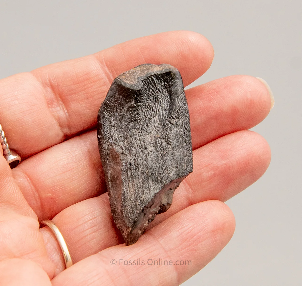 Camarasaurus Real Sauropod Dinosaur Tooth - Image 7
