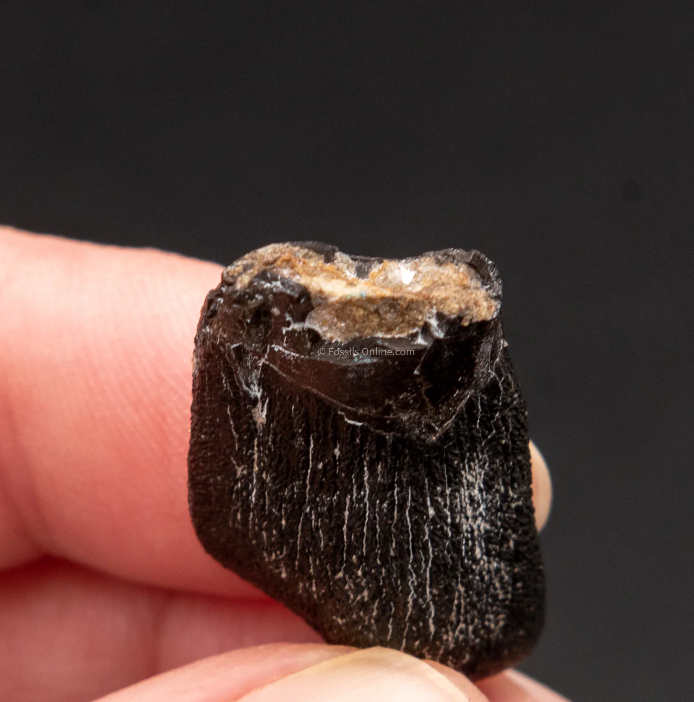 Camarasaurus Real Sauropod Dinosaur Tooth - Image 3