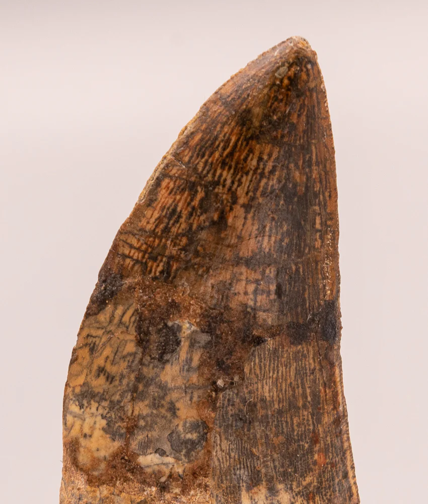 Carcharodontosaurus Tooth  not T. rex. Theropod Dinosaur - Image 3