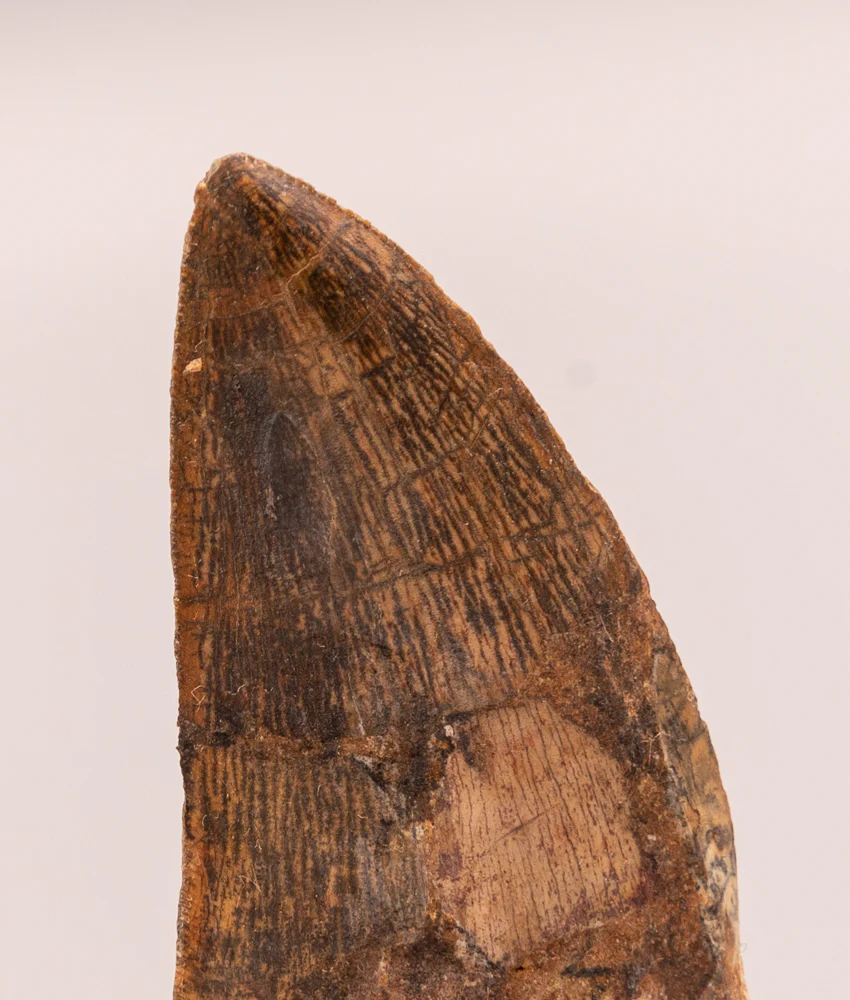 Carcharodontosaurus Tooth  not T. rex. Theropod Dinosaur - Image 4