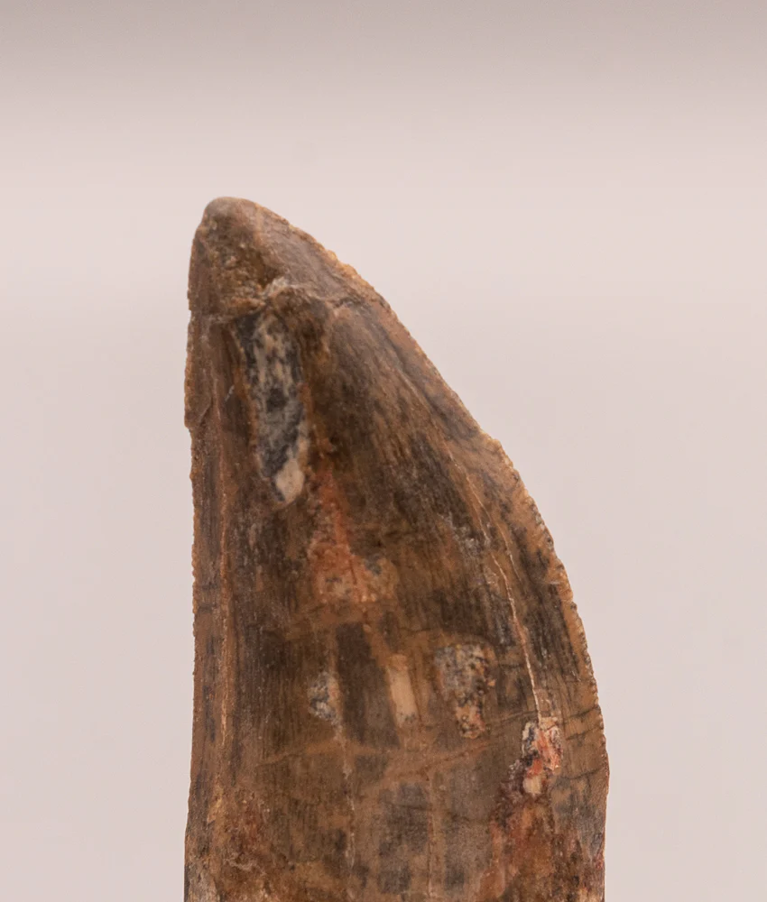 Carcharodontosaurus Tooth  not T. rex. Theropod Dinosaur - Image 3