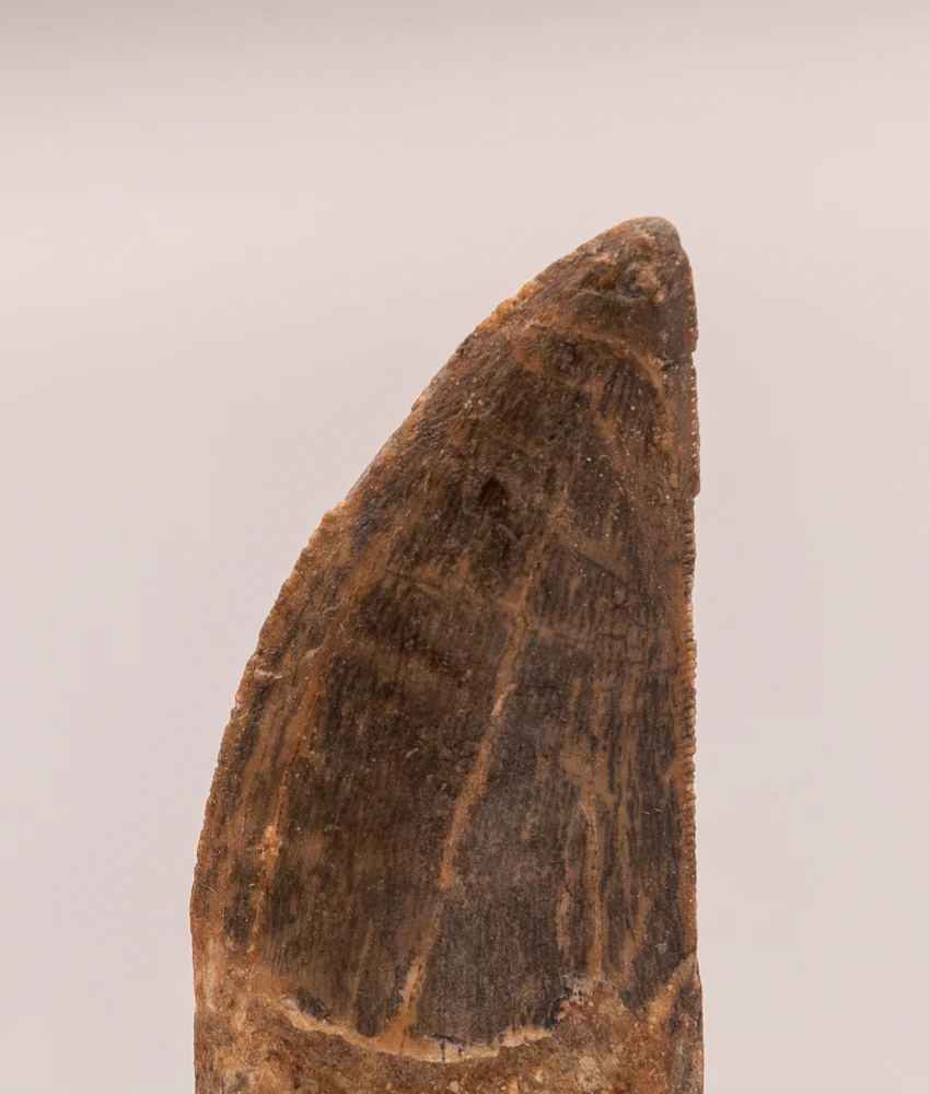 Carcharodontosaurus Tooth  not T. rex. Theropod Dinosaur - Image 4