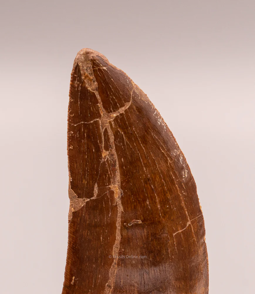 Carcharodontosaurus Tooth  not T. rex. Theropod Dinosaur - Image 3