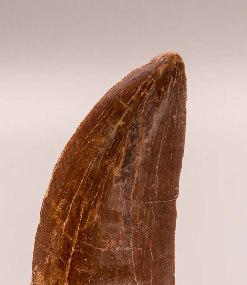 Carcharodontosaurus Tooth  not T. rex. Theropod Dinosaur - Image 4