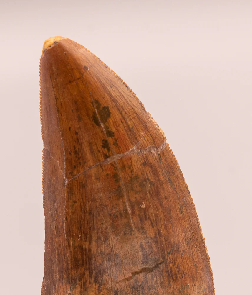 Carcharodontosaurus Tooth  not T. rex. Theropod Dinosaur - Image 3