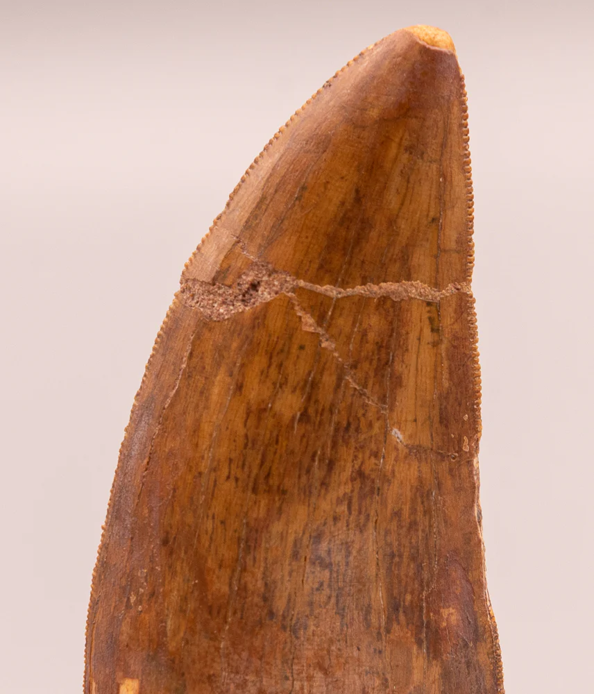 Carcharodontosaurus Tooth  not T. rex. Theropod Dinosaur - Image 4