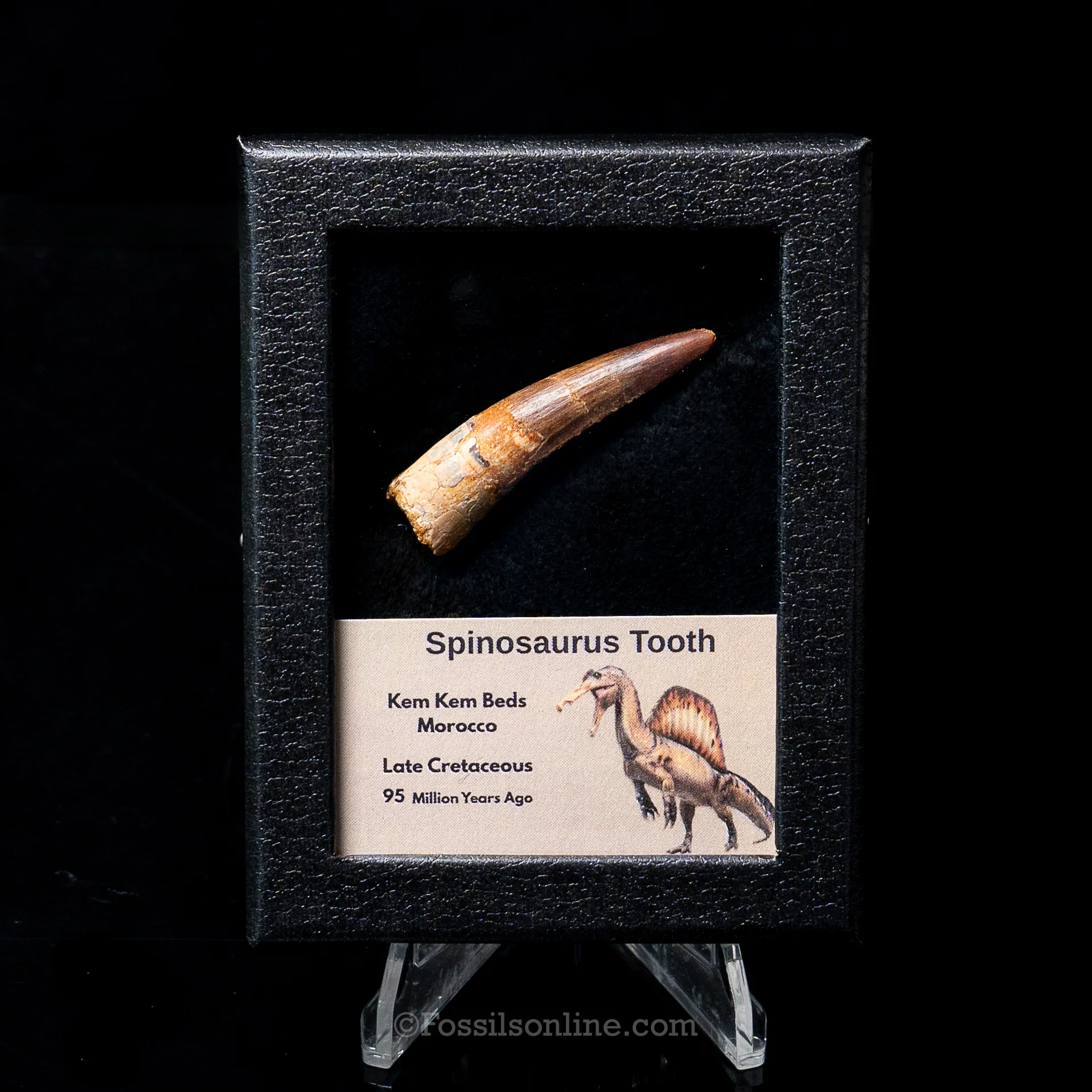 Dinosaur Teeth for Sale