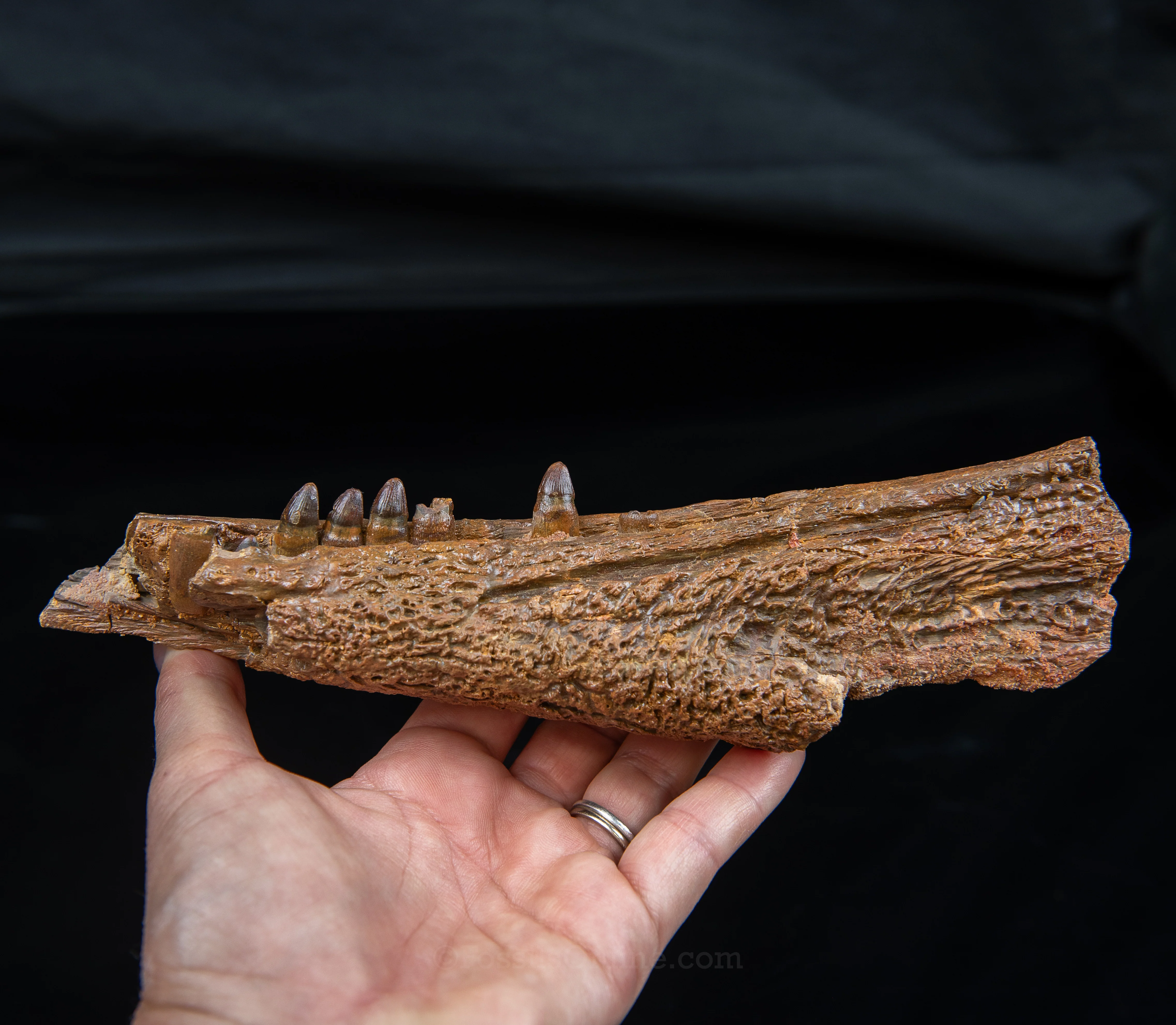 Crocodile jaw Morocco - Image 3