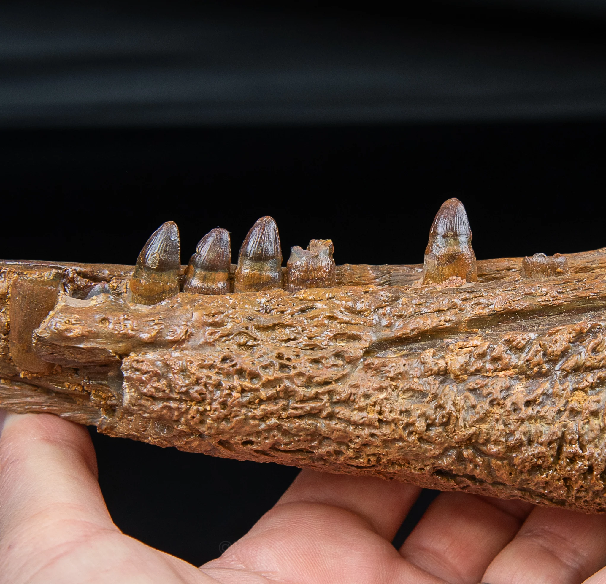 Crocodile jaw Morocco - Image 4