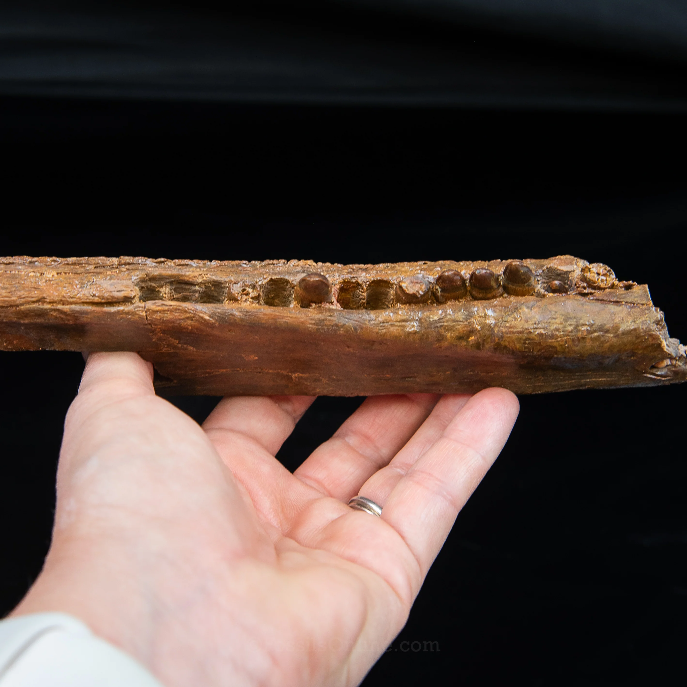 Crocodile jaw Morocco - Image 5