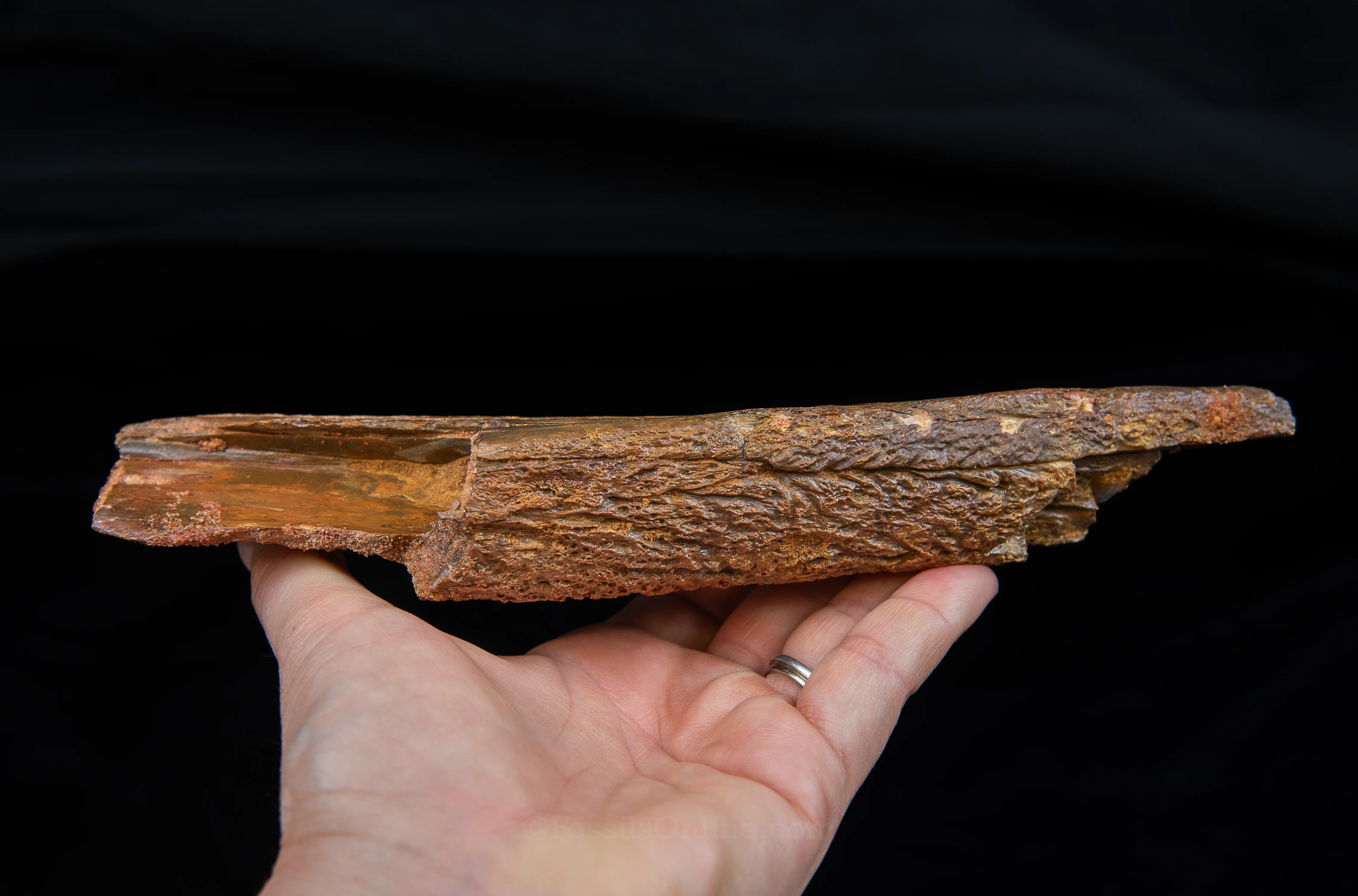 Crocodile jaw Morocco - Image 6