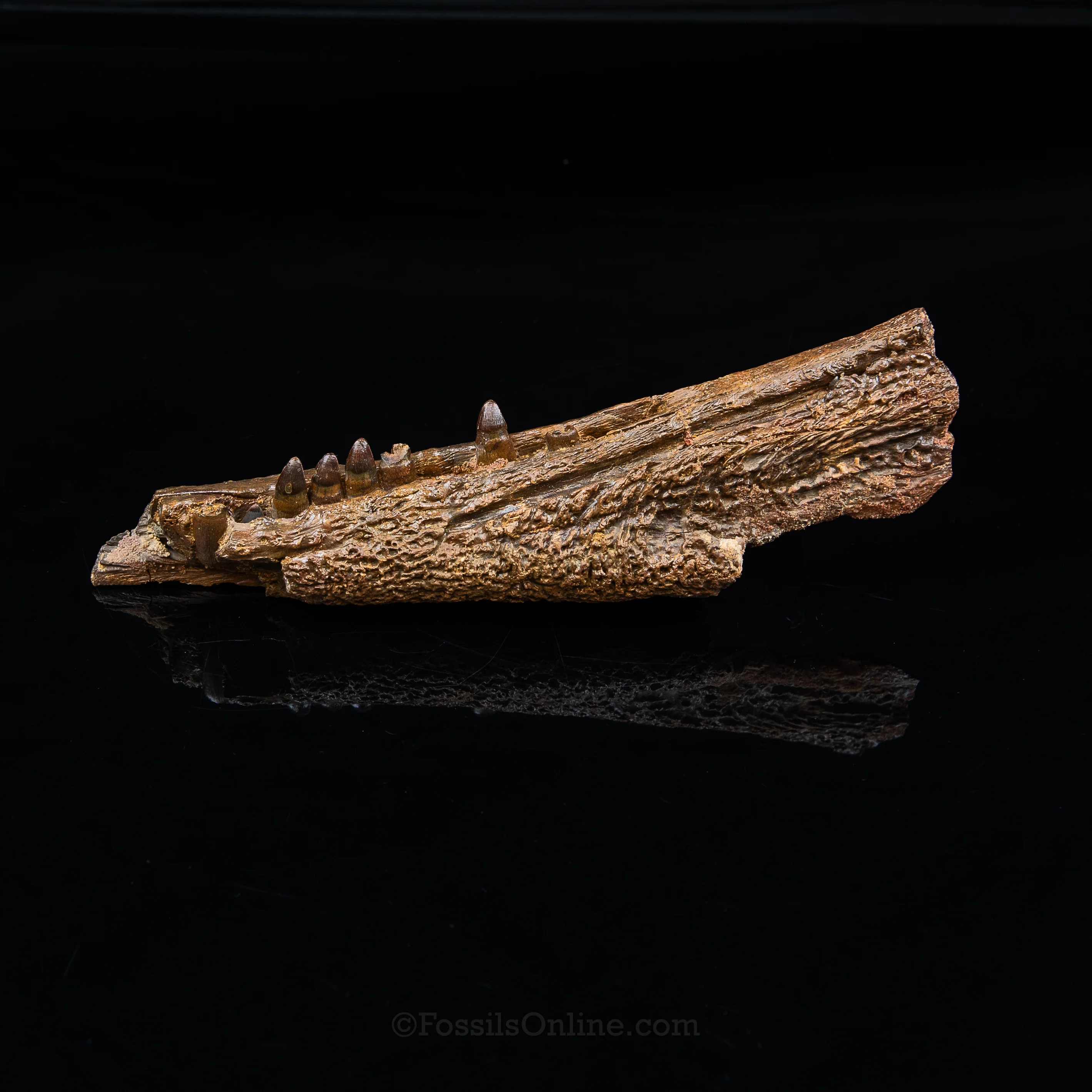 Crocodile jaw Morocco - Image 7