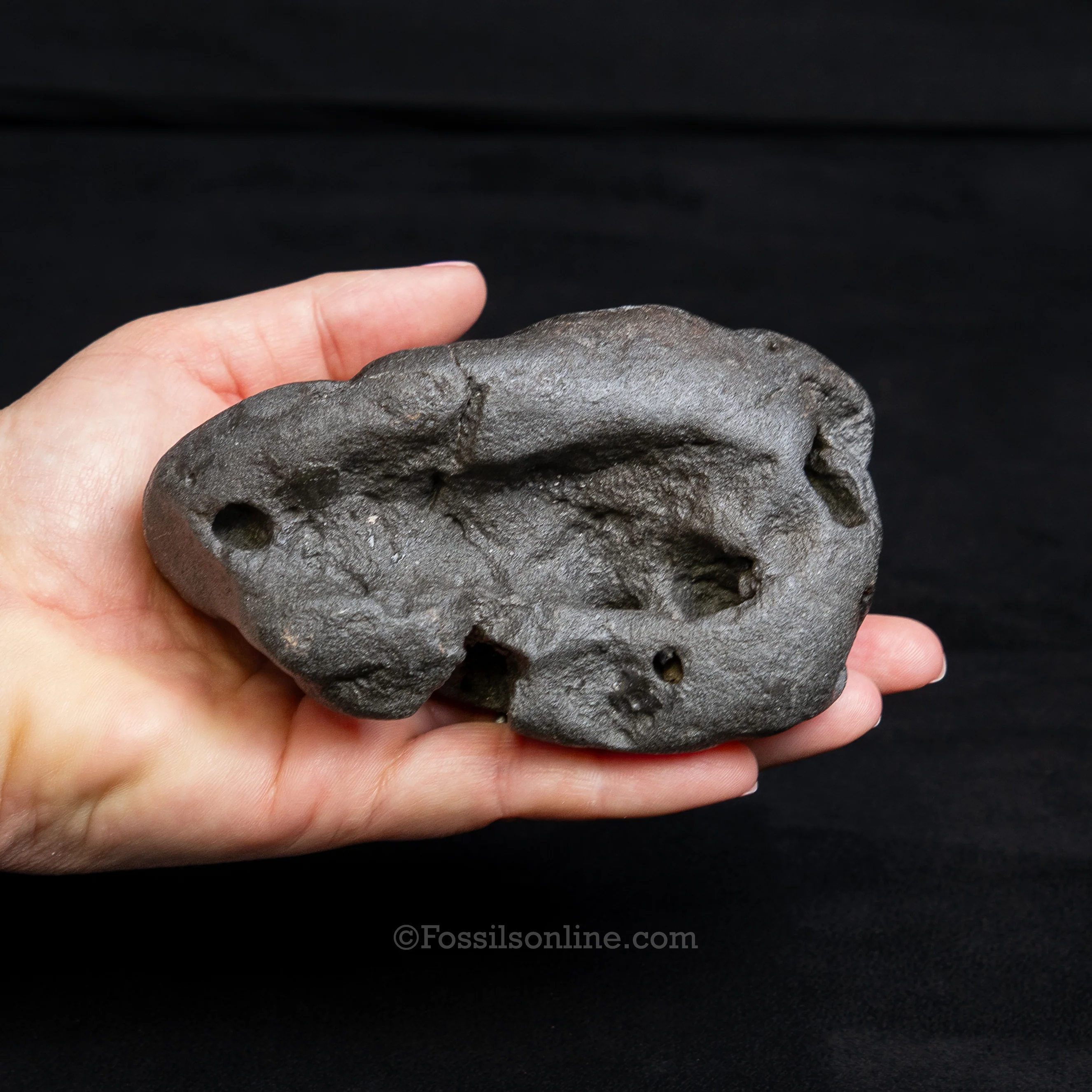 Crocodilian Coprolite - Image 3