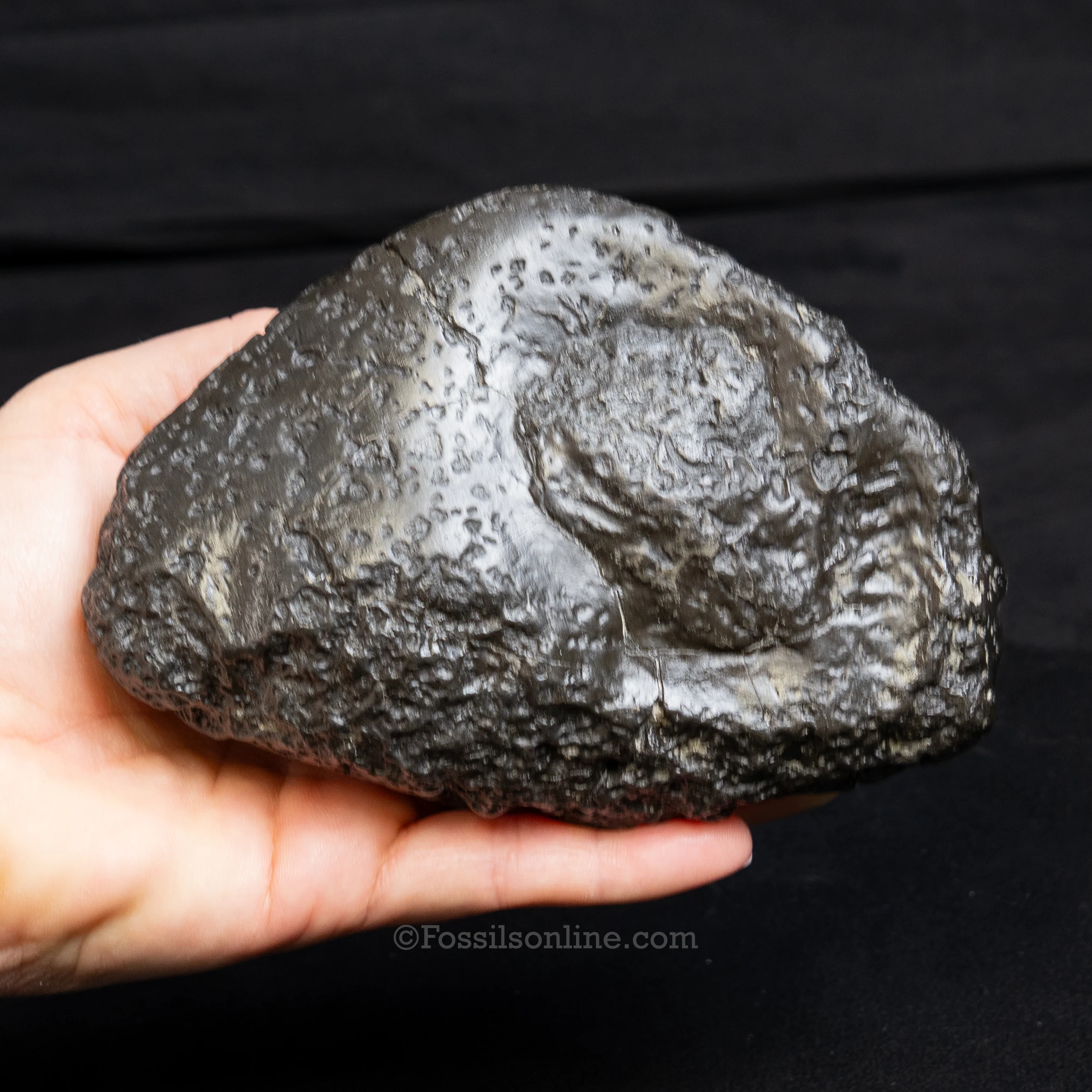 Crocodilian Coprolite - Image 3