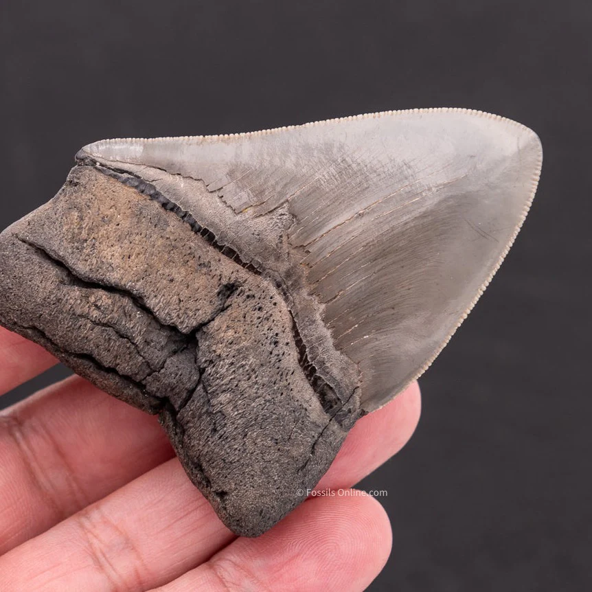 Deformed Megalodon 3.24" - Image 3
